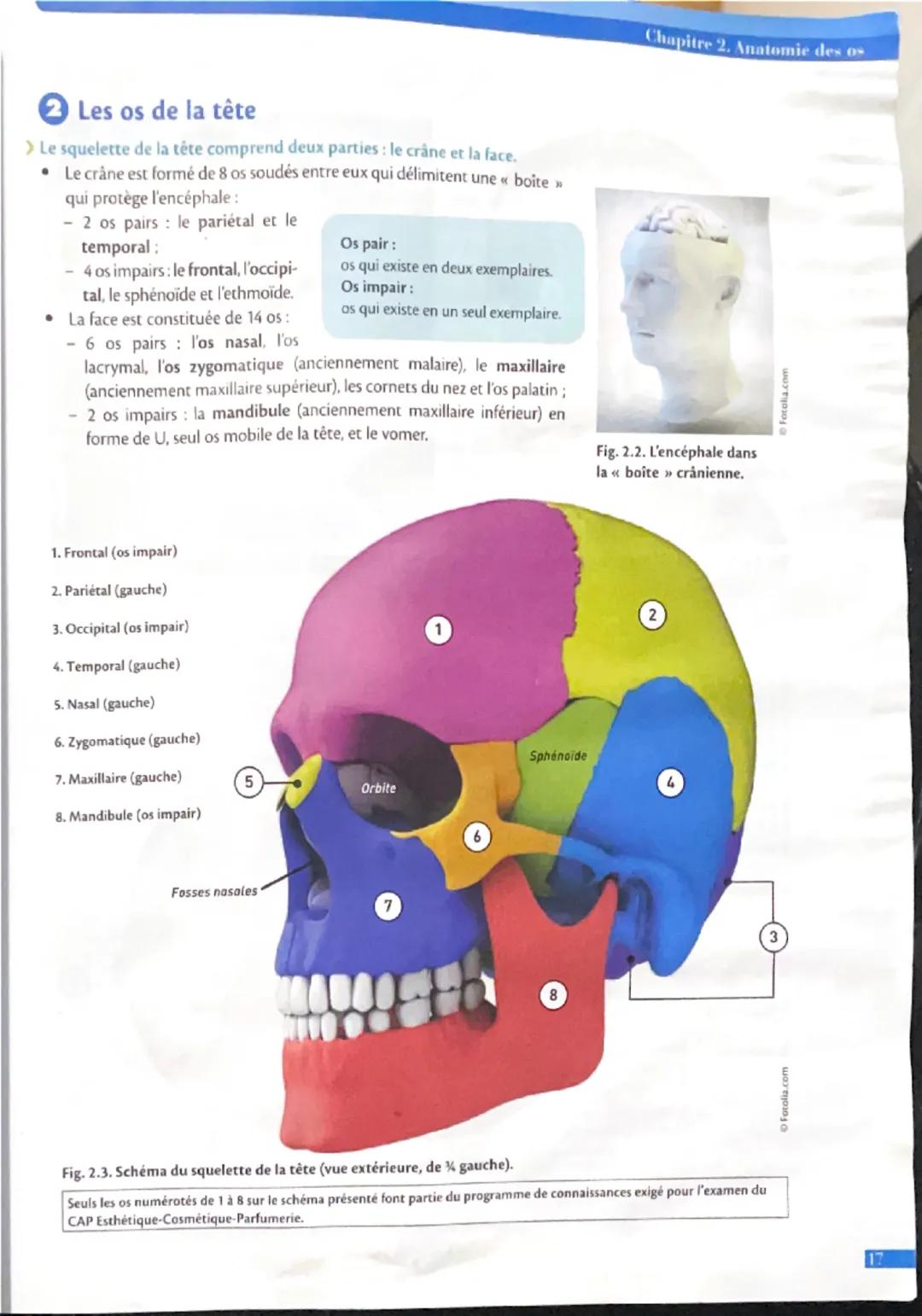 Chapitre 2. Anatomie des os

## ② Les os de la tête

> Le squelette de la tête comprend deux parties: le crâne et la face.

• Le crâne est f