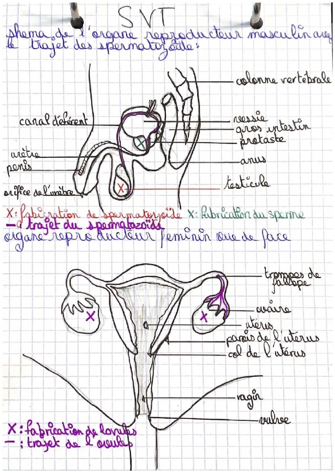 schéma des 2 appareils reproducteurs 