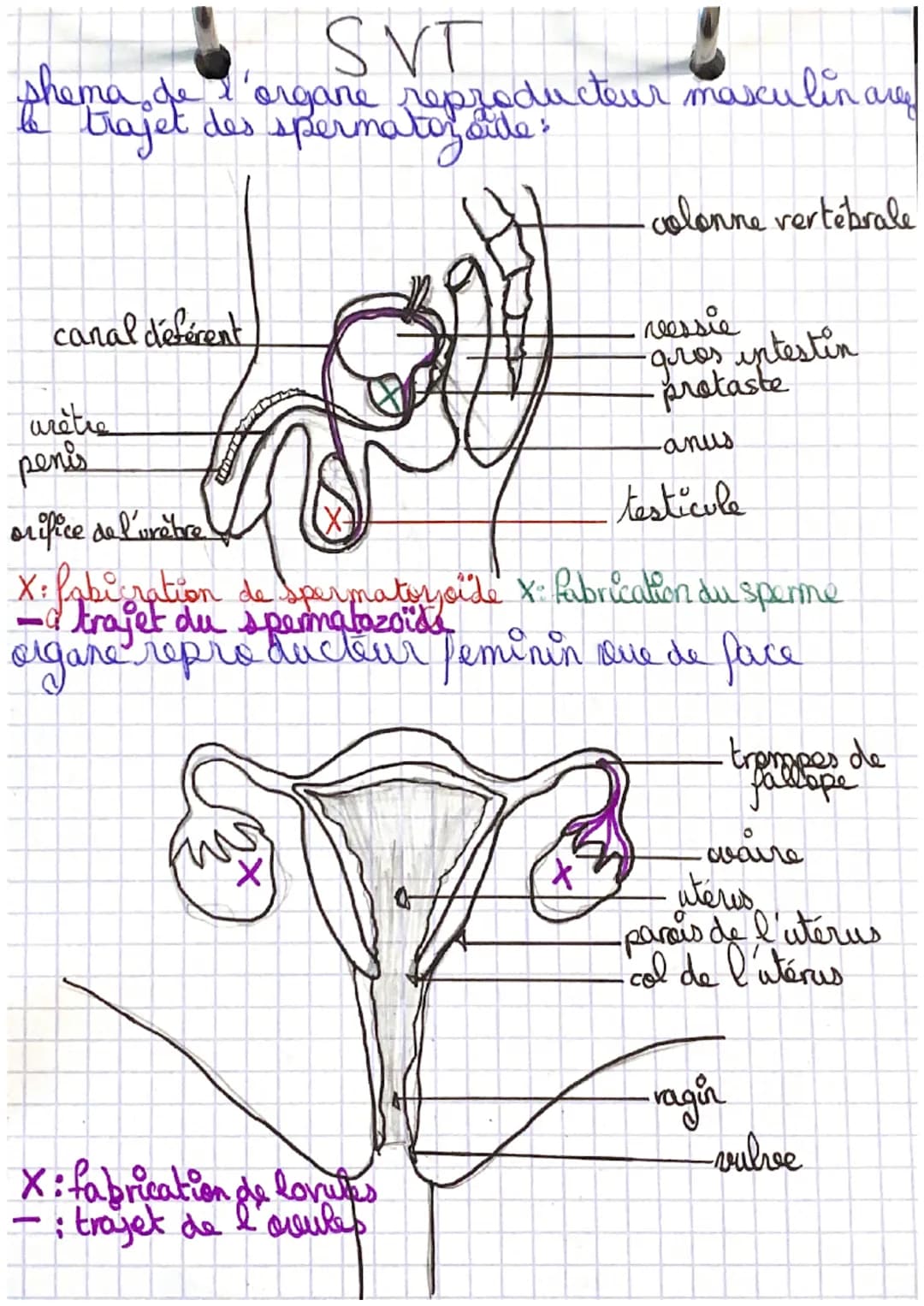 SVT
shema de l'organe reproducteur masculin are
be trajet des spermatoz side?
canal déférent
arêtre
penis
X
・colonne vertébrale
orifice de l