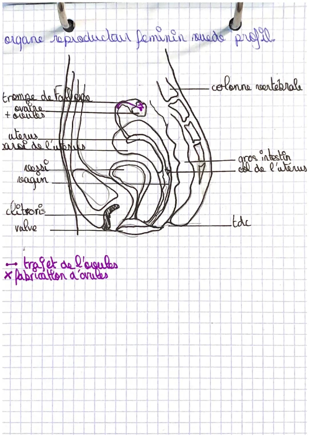 SVT
shema de l'organe reproducteur masculin are
be trajet des spermatoz side?
canal déférent
arêtre
penis
X
・colonne vertébrale
orifice de l
