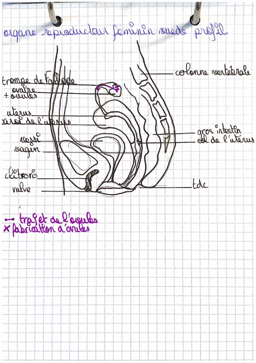 SVT
shema de l'organe reproducteur masculin are
be trajet des spermatoz side?
canal déférent
arêtre
penis
X
・colonne vertébrale
orifice de l