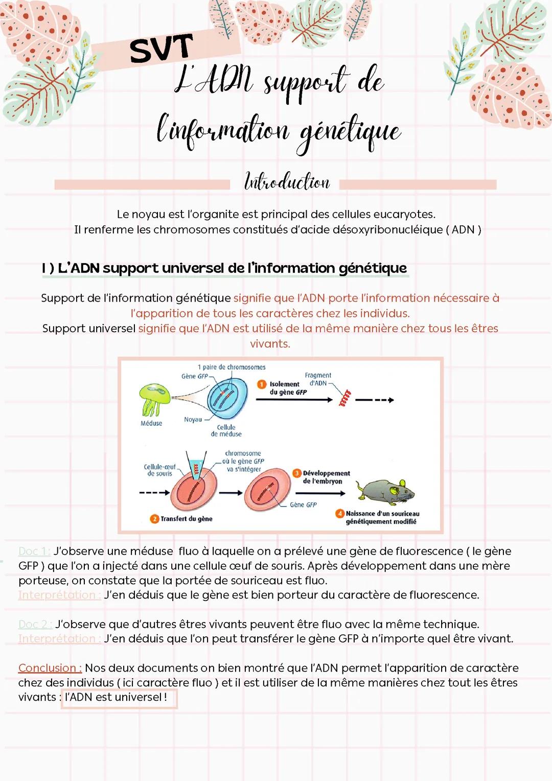 L'ADN