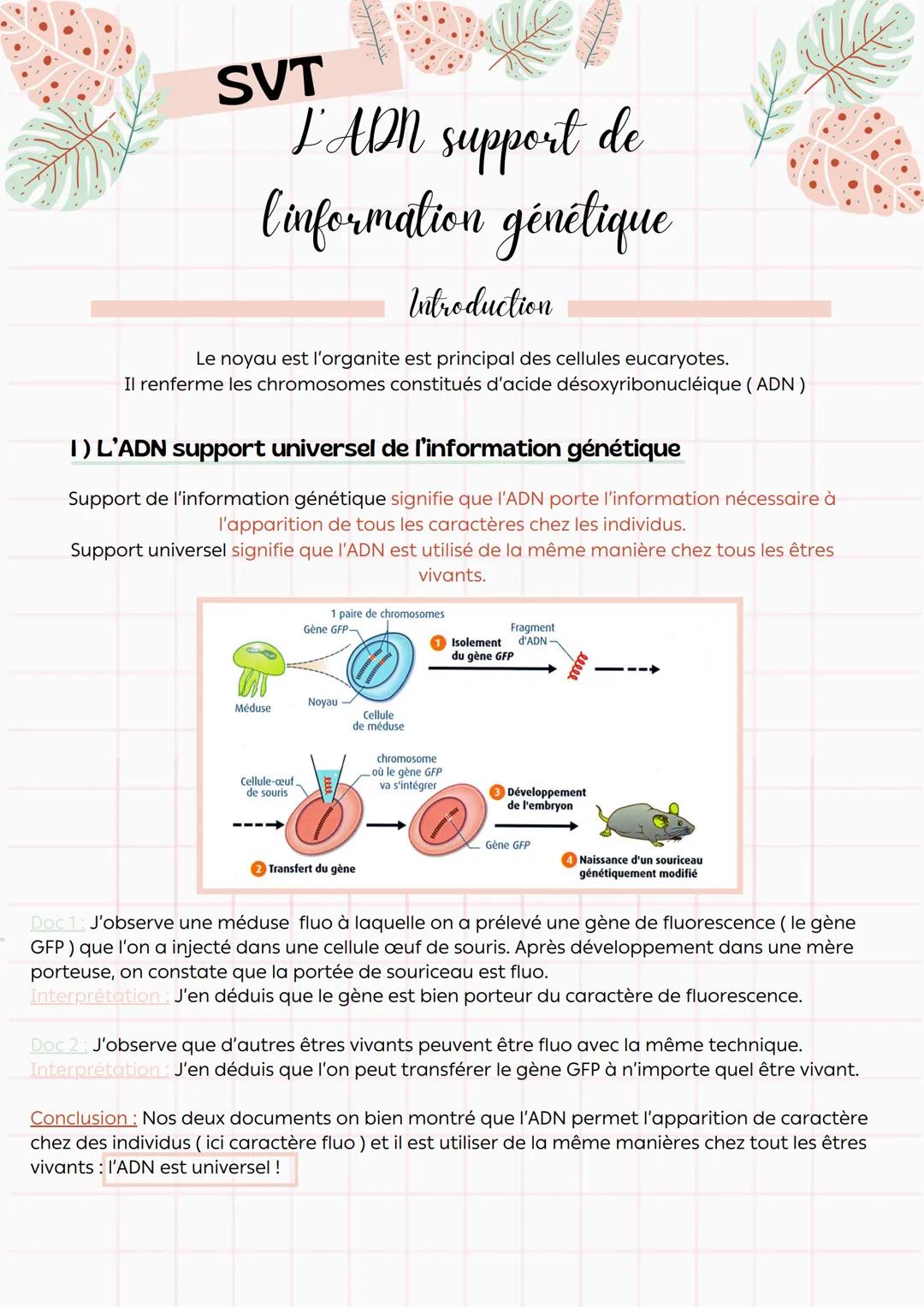 --- OCR Start ---
SVT
L'ADN support de
linformation génétique
Introduction
Le noyau est l'organite est principal des cellules eucaryotes.
Il