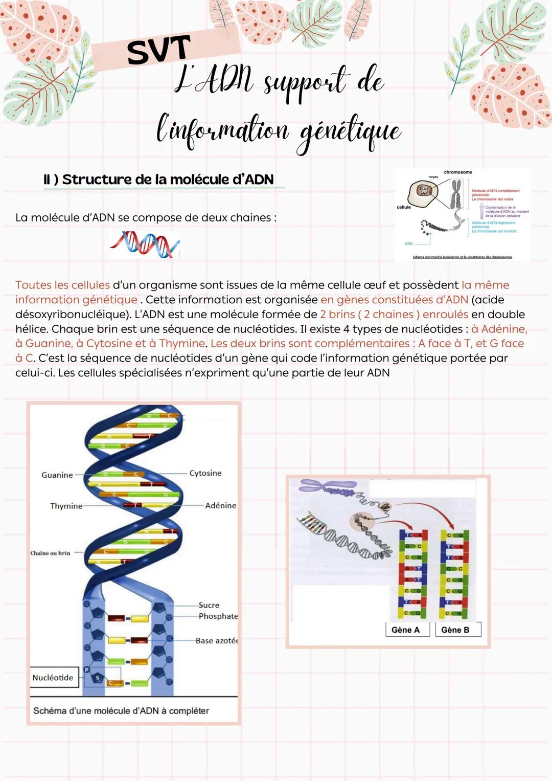 --- OCR Start ---
SVT
L'ADN support de
linformation génétique
Introduction
Le noyau est l'organite est principal des cellules eucaryotes.
Il