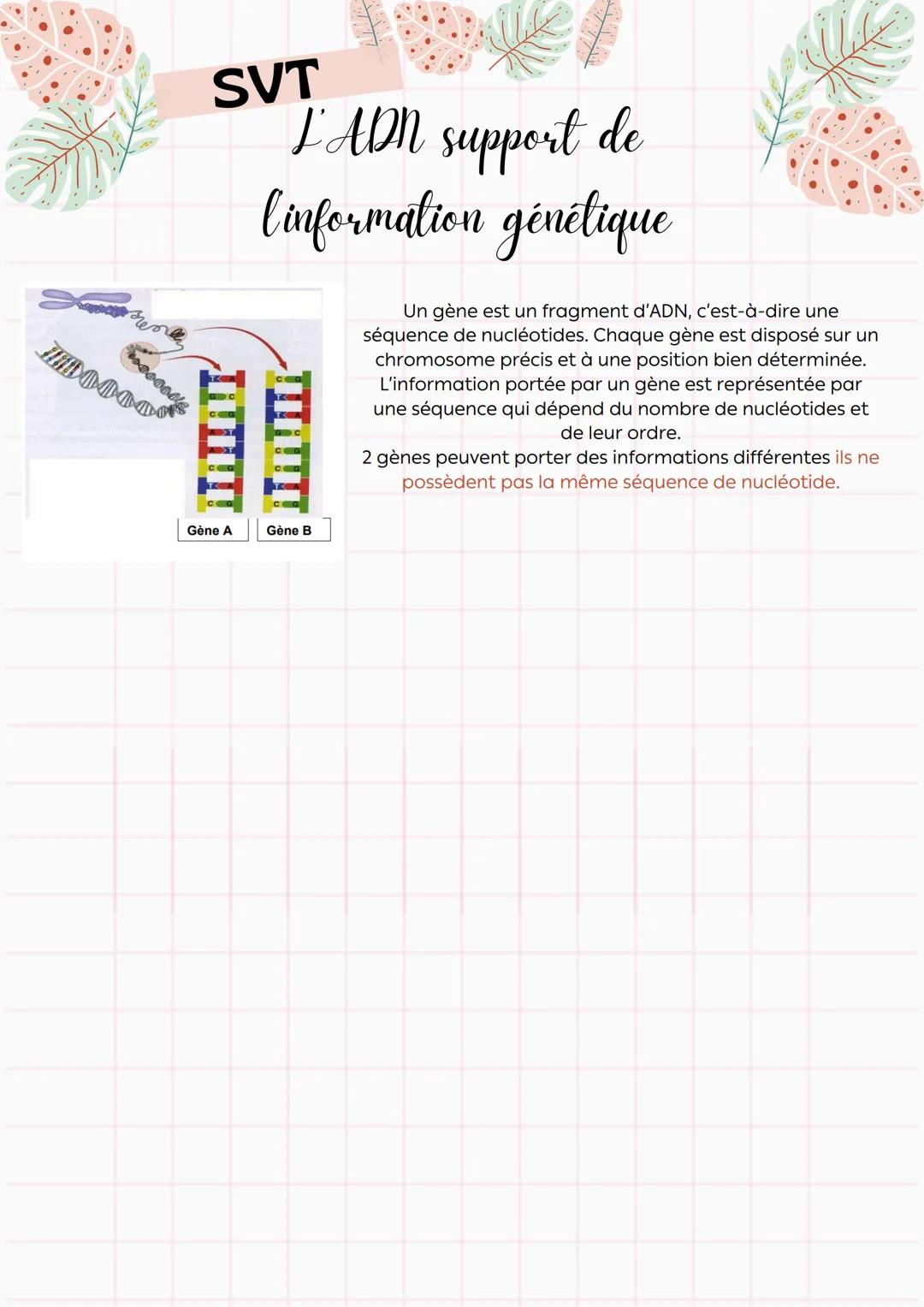 --- OCR Start ---
SVT
L'ADN support de
linformation génétique
Introduction
Le noyau est l'organite est principal des cellules eucaryotes.
Il