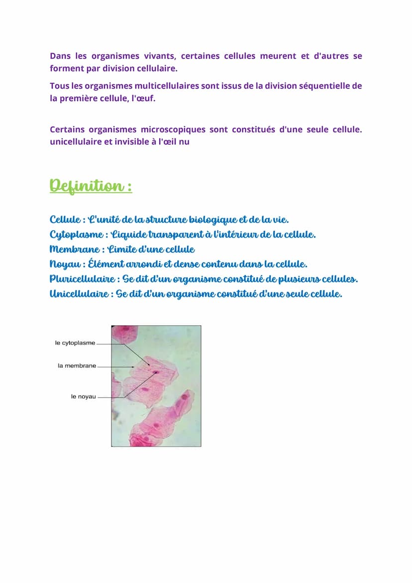 SUT
Une structure invisible à l'œil nu :
Le microscope est un instrument permettant de grossir l'image d'un
échantillon mince traversé par l