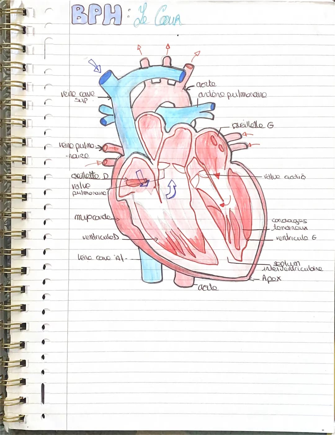 BPH Ca
Vene cave
Sup
veino pulmo->
-haire
spillette D
valve
pulmonaine
myocarde>
ventriculeD
leine cave int-
aorte
artère pulmonaire
arte
Qu