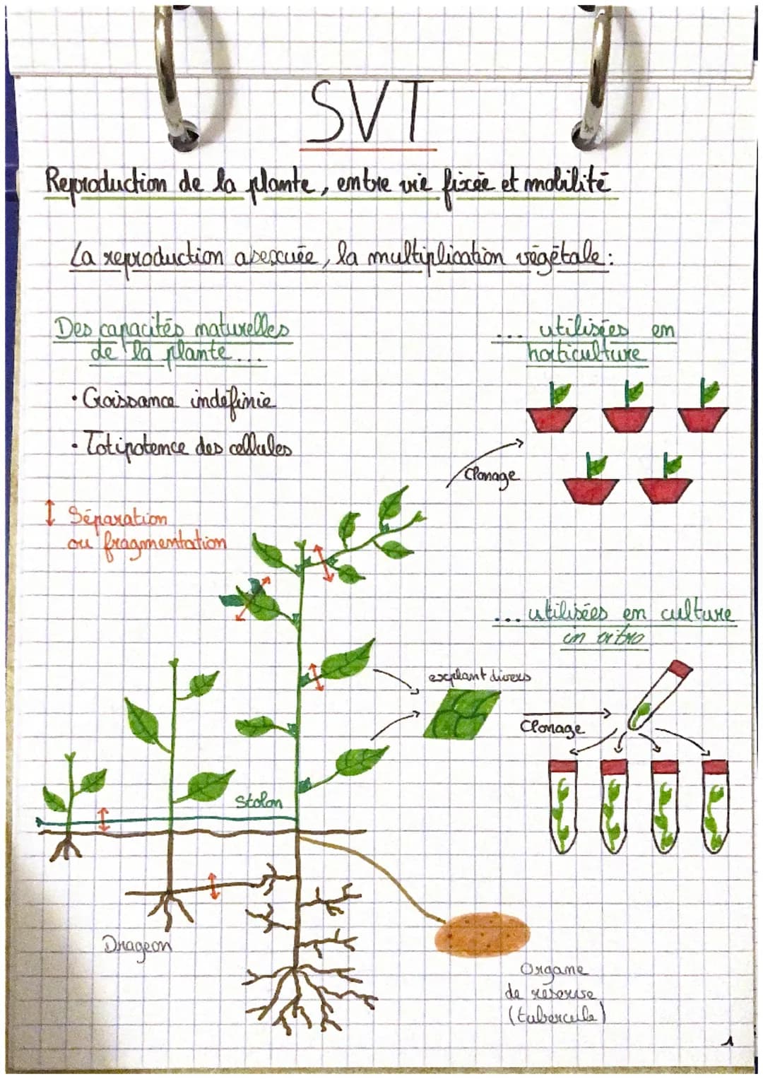 D
SVT
Reproduction de la plante, entre vie fixée et mobilité
a reproduction asexuée, la multiplication végétale:
Des capacités naturelles
de