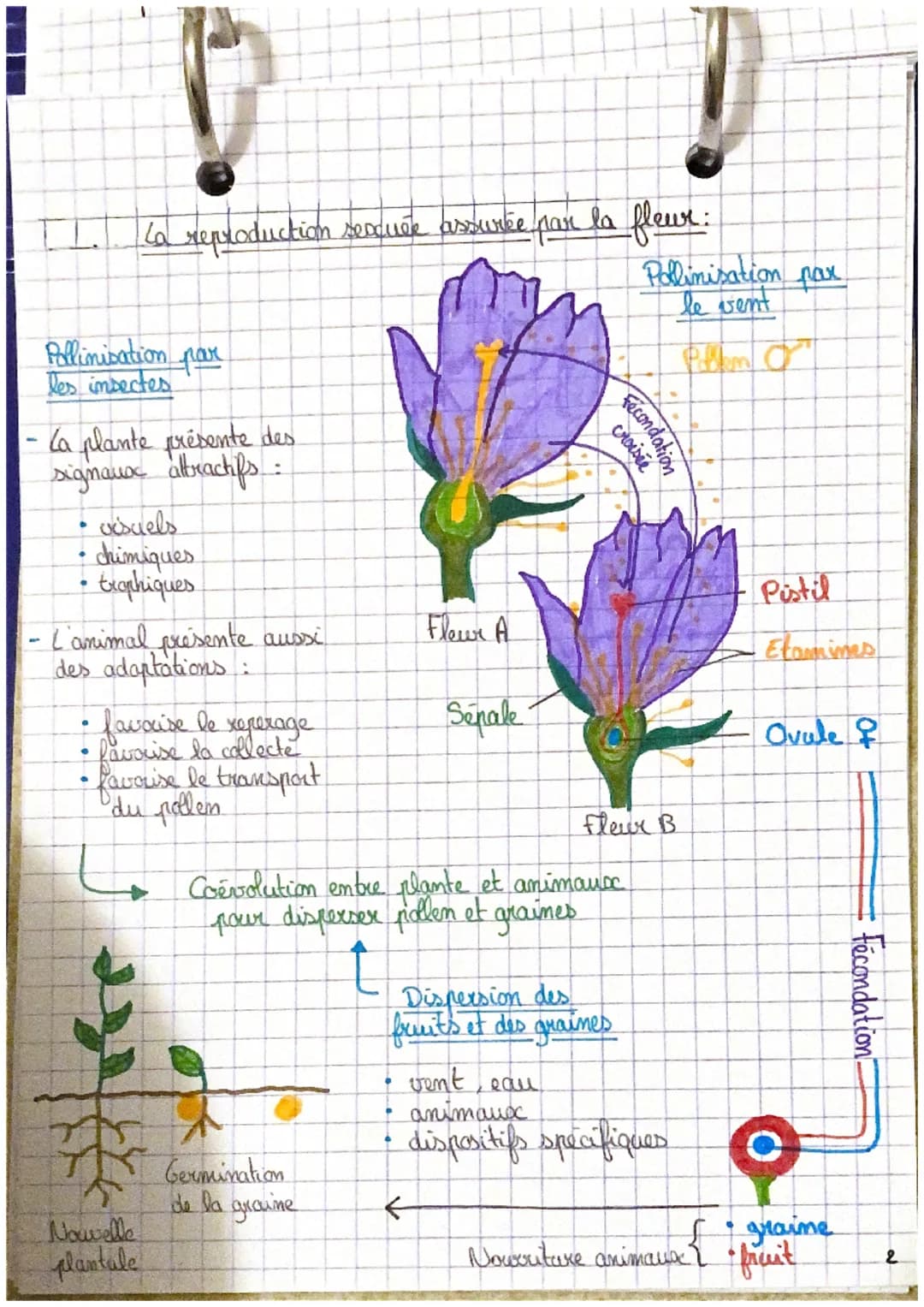 D
SVT
Reproduction de la plante, entre vie fixée et mobilité
a reproduction asexuée, la multiplication végétale:
Des capacités naturelles
de