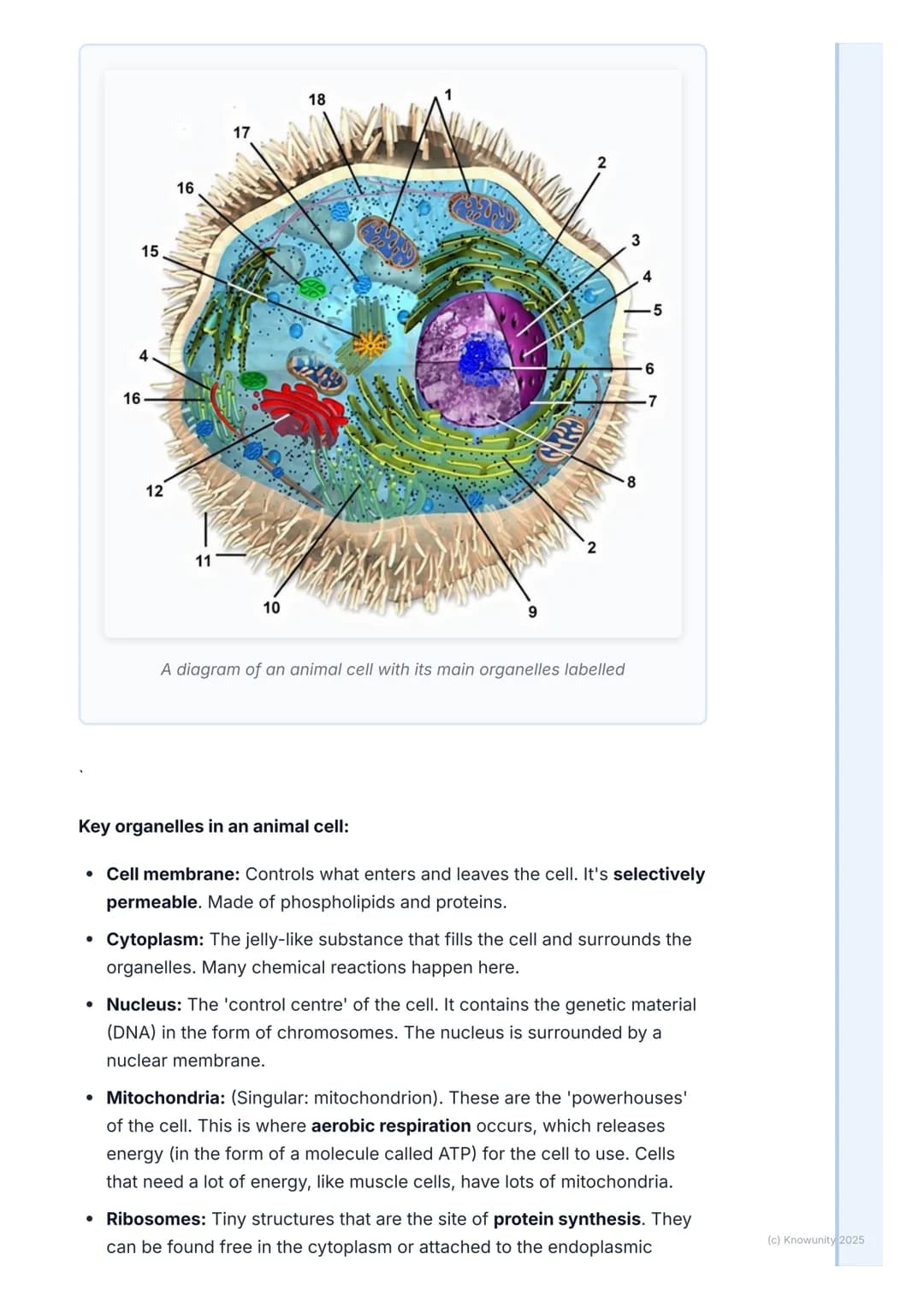 # The Cell: Basic Unit of Life

An introduction to the cell

The cell is the smallest, most basic unit of life. All living things, from tiny