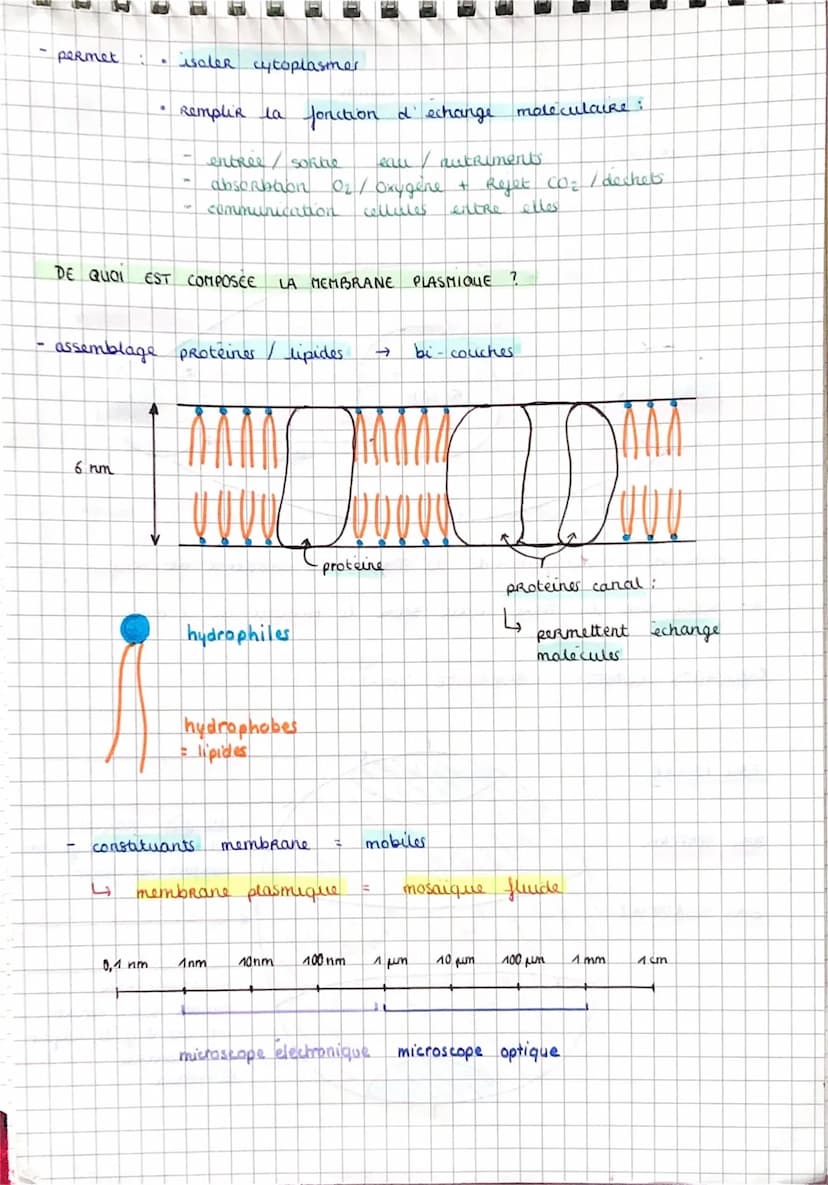 
<p>Les auteurs de la théorie cellulaire, Schleiden et Schwann, ont énoncé les 3 principes de la théorie cellulaire. Selon cette théorie, la