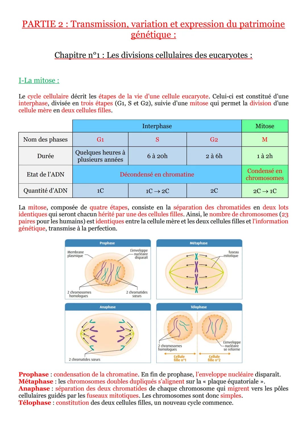 PARTIE 2: Transmission, variation et expression du patrimoine
génétique :
Chapitre n°1 : Les divisions cellulaires des eucaryotes :
I-La mit