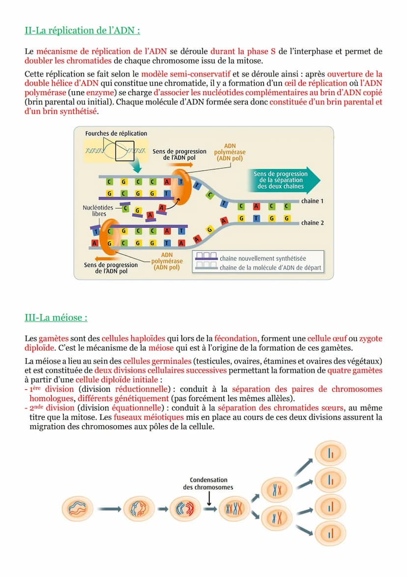 PARTIE 2: Transmission, variation et expression du patrimoine
génétique :
Chapitre n°1 : Les divisions cellulaires des eucaryotes :
I-La mit