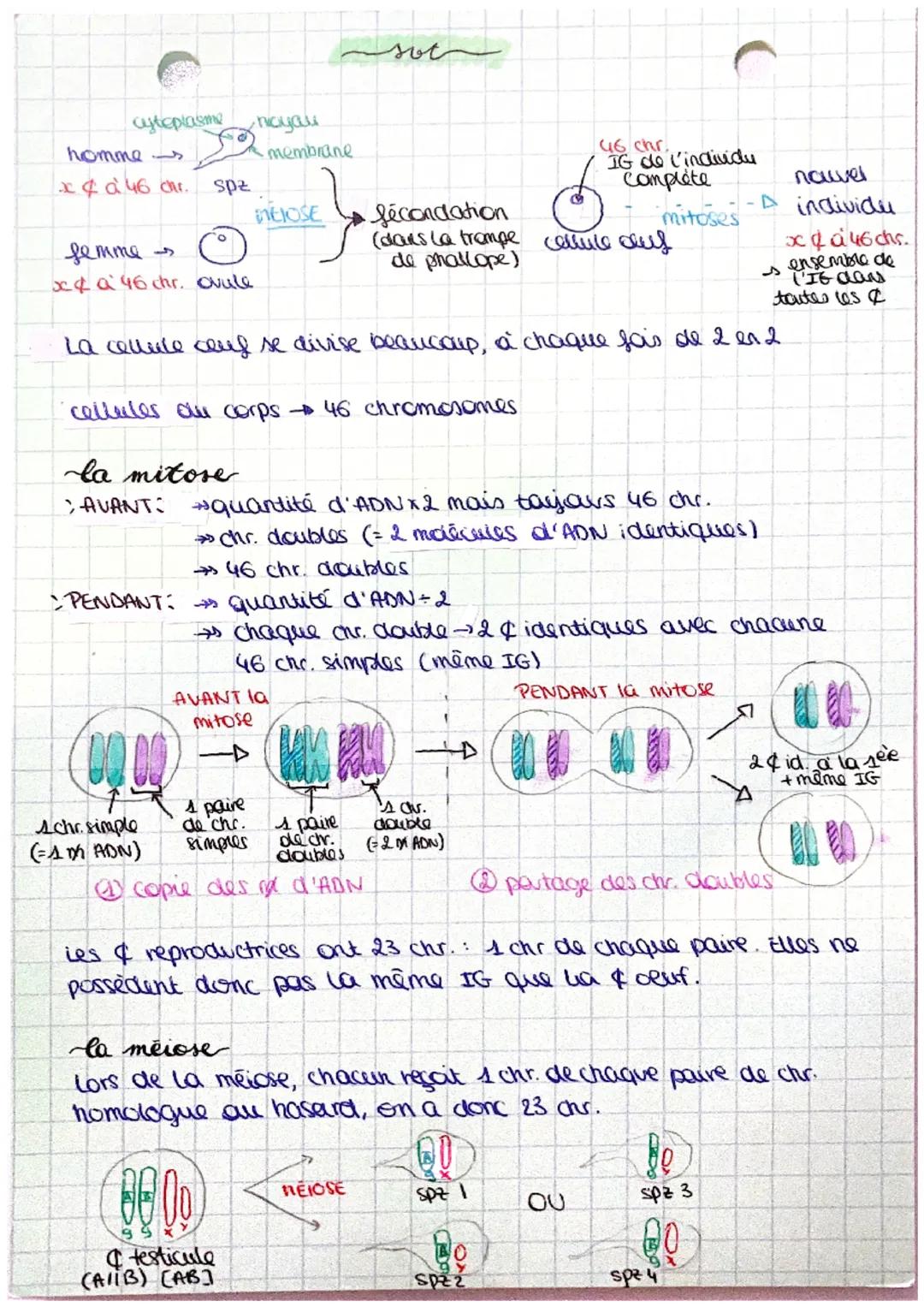 cytoplasme
homme
x & à 46 Chr.
Y
femme s
x4 a 46 chr. Ovule
spz
00 00
schr. simple
(= 1 ADN)
hayal
membrane
MEIOSE
cellules du corps 46 chro