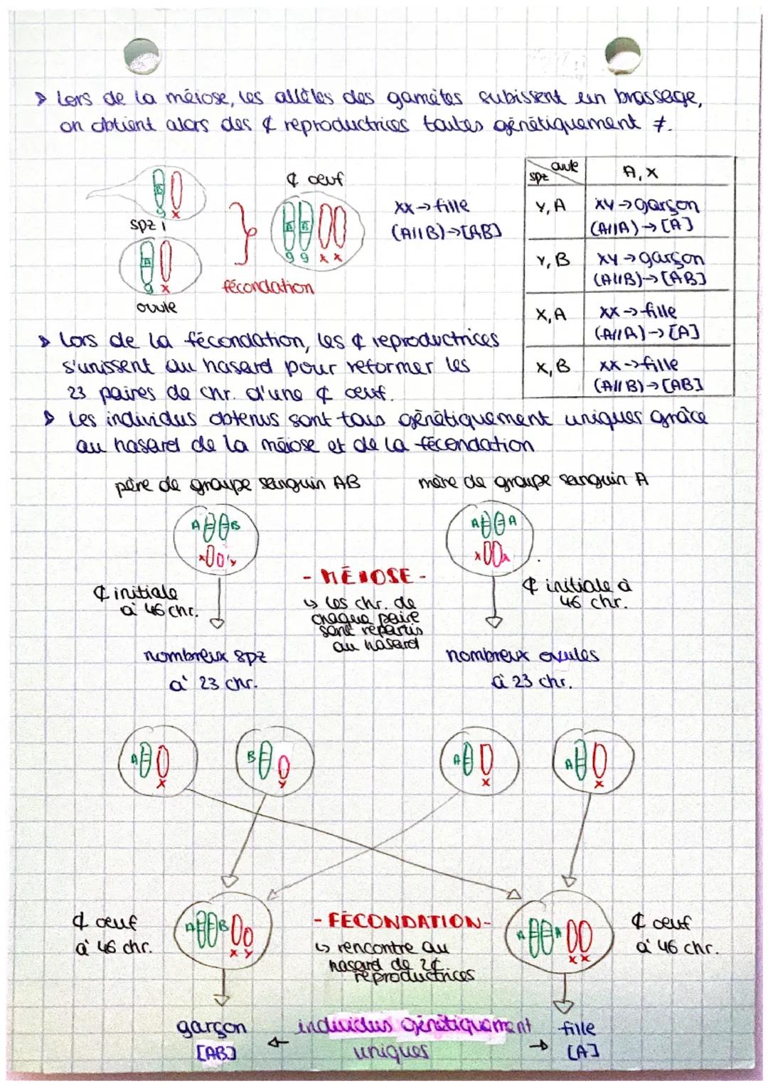 cytoplasme
homme
x & à 46 Chr.
Y
femme s
x4 a 46 chr. Ovule
spz
00 00
schr. simple
(= 1 ADN)
hayal
membrane
MEIOSE
cellules du corps 46 chro