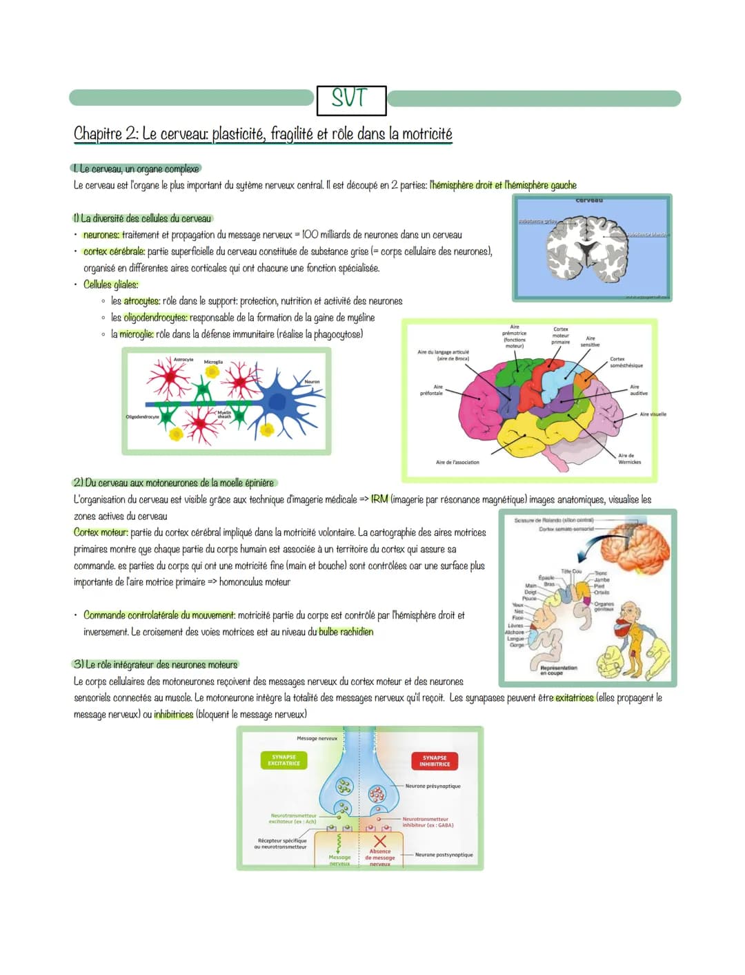 SVT
Chapitre 2: Le cerveau: plasticité, fragilité et rôle dans la motricité
1. Le cerveau, un organe complexe
Le cerveau est l'organe le plu