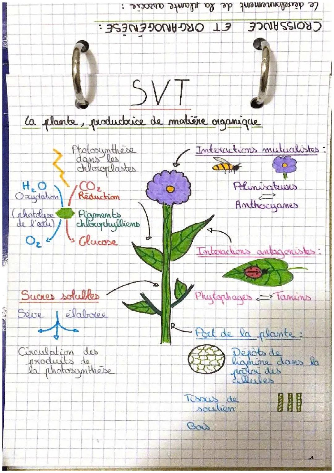 Chapitre 2 SVT : Photosynthèse, Schémas et Phases