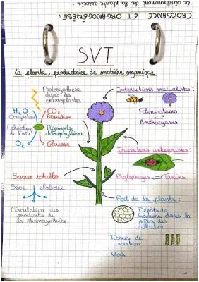 Know Chapitre 2 SVT : La plante, productrice de matière organique thumbnail