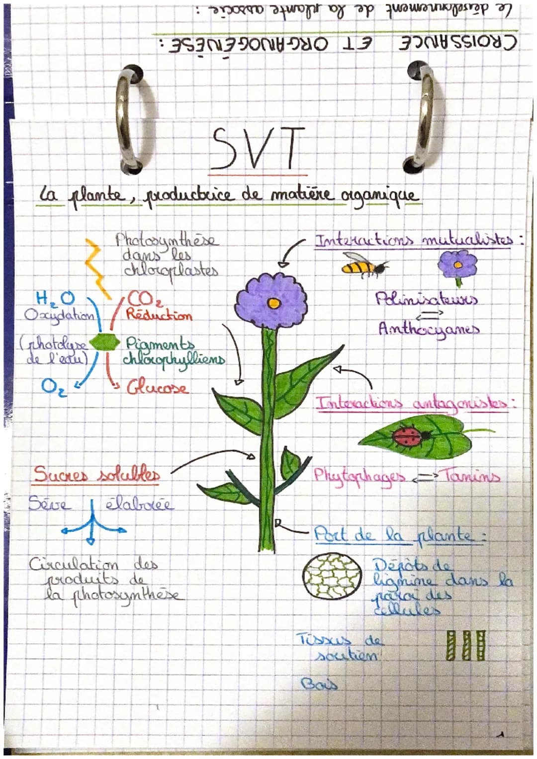 H₂O
Oxydation
Ghotolyse
de l'eau)
0₂2
:
SVT
la plante, productrice de matière organique
Photosynthèse
dans les
chloroplastes
CO₂
Reduction
P