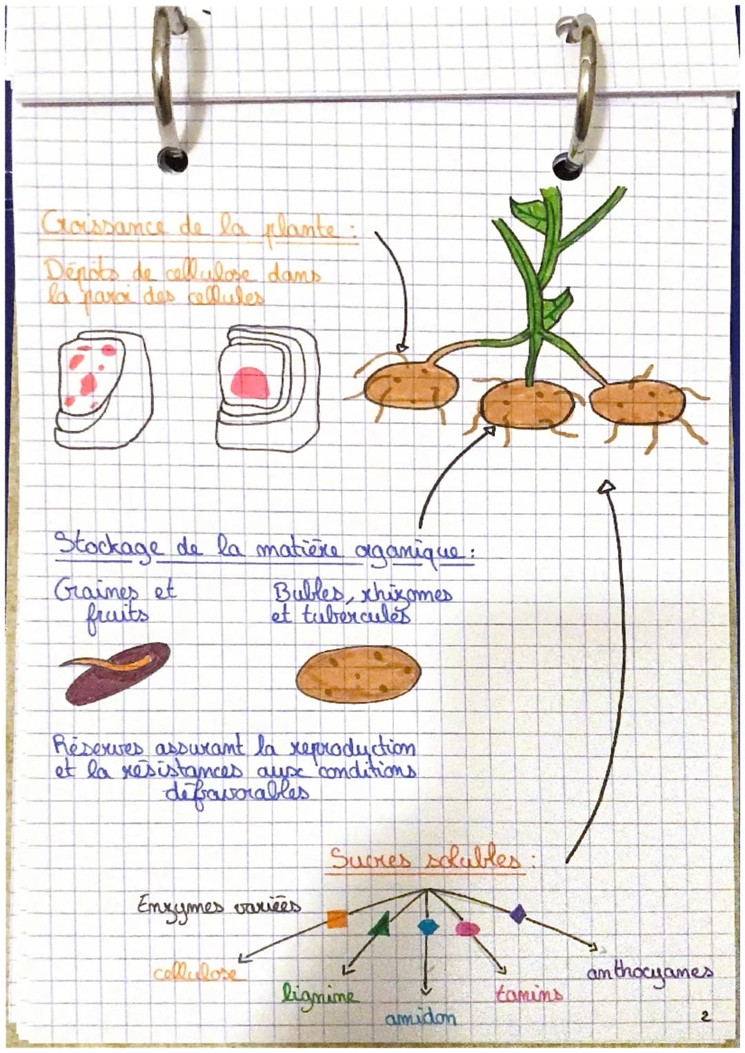 H₂O
Oxydation
Ghotolyse
de l'eau)
0₂2
:
SVT
la plante, productrice de matière organique
Photosynthèse
dans les
chloroplastes
CO₂
Reduction
P