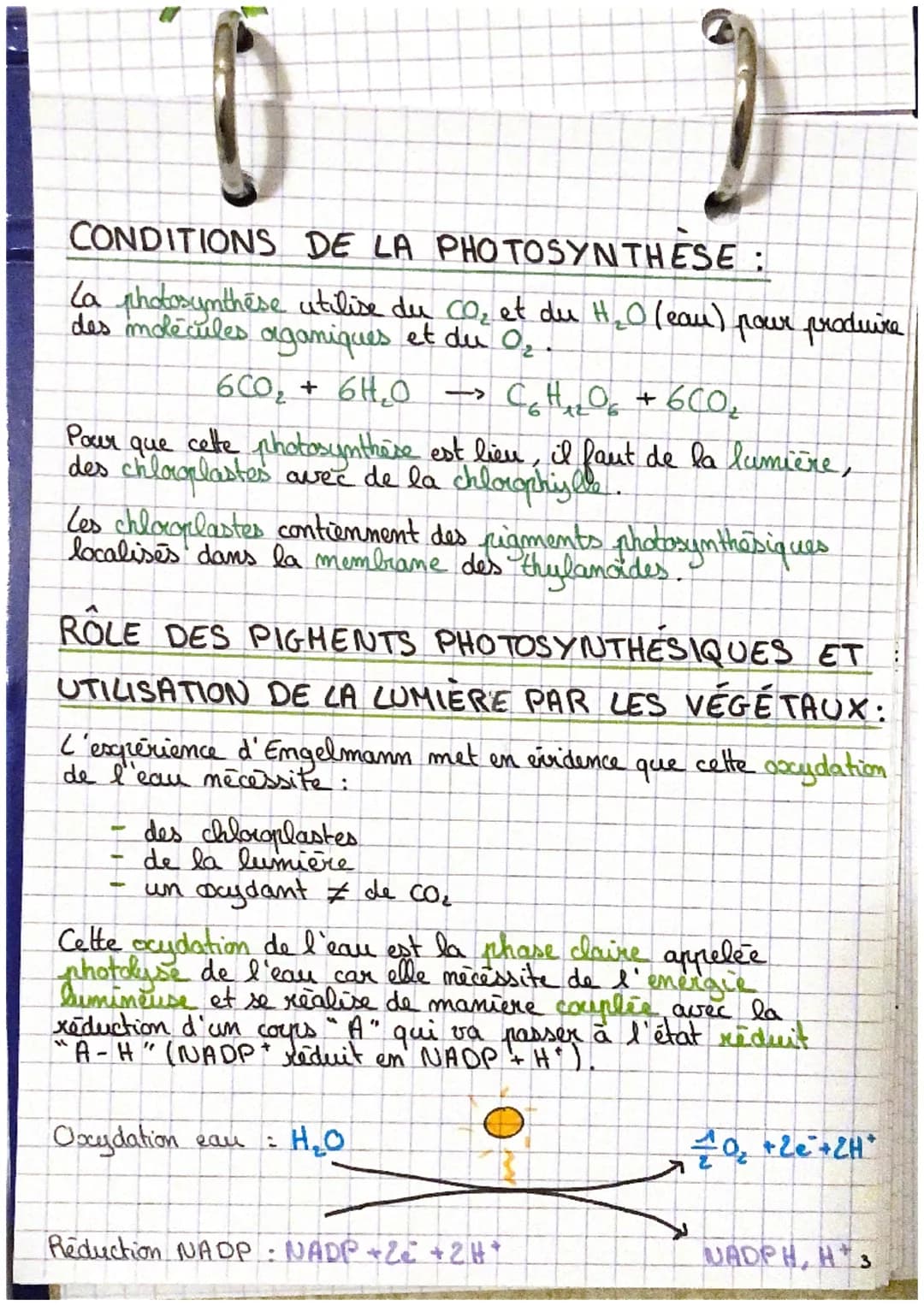 H₂O
Oxydation
Ghotolyse
de l'eau)
0₂2
:
SVT
la plante, productrice de matière organique
Photosynthèse
dans les
chloroplastes
CO₂
Reduction
P