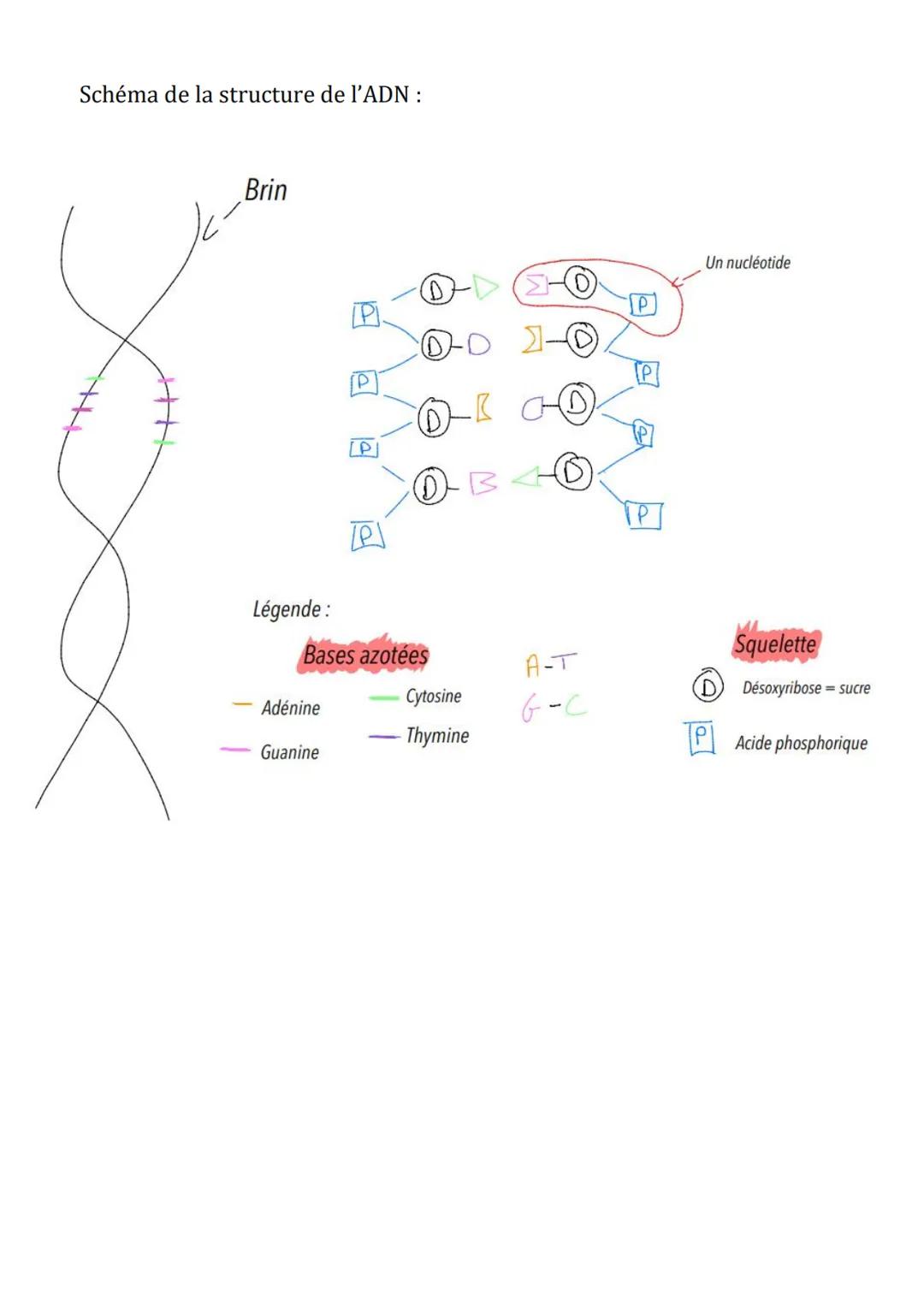 SVT
ADN support de l'information génétique
- Un gène = une information = séquence continue de nucléotides qui porte
une information génétiqu