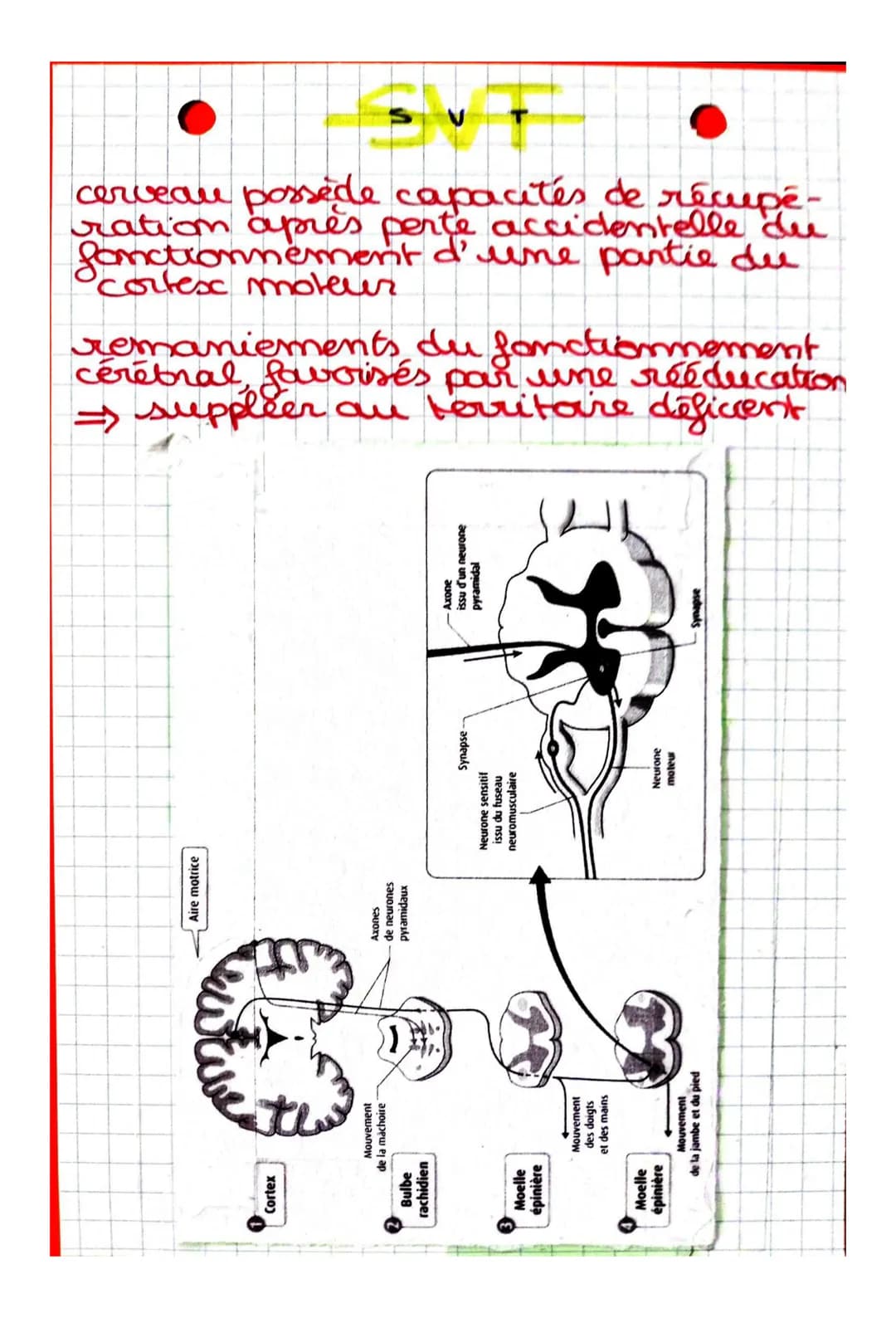 S
CHAPITRE 2: Cerveau et mouvement
volontaire
Quel est le rôle joué par le cerveau
dans la commande des mouvemots
volontaires?
I. La command