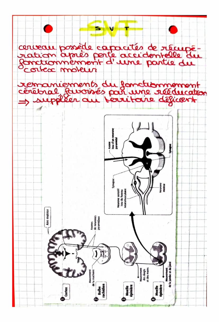 S
CHAPITRE 2: Cerveau et mouvement
volontaire
Quel est le rôle joué par le cerveau
dans la commande des mouvemots
volontaires?
I. La command