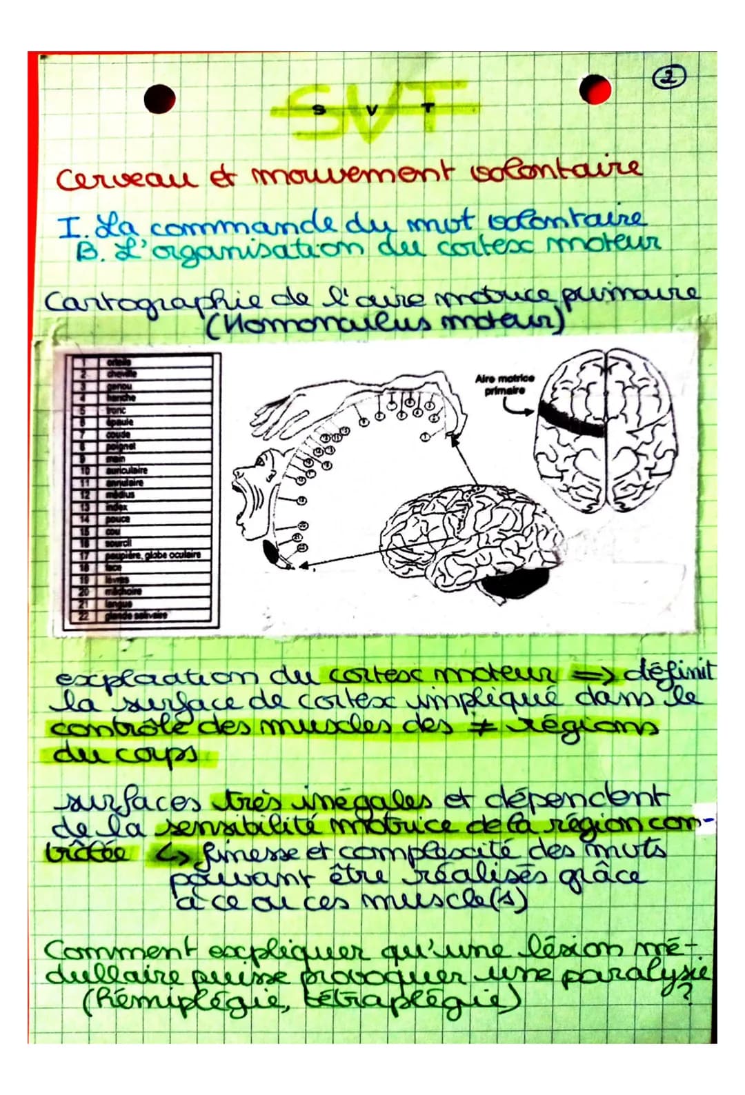 S
CHAPITRE 2: Cerveau et mouvement
volontaire
Quel est le rôle joué par le cerveau
dans la commande des mouvemots
volontaires?
I. La command