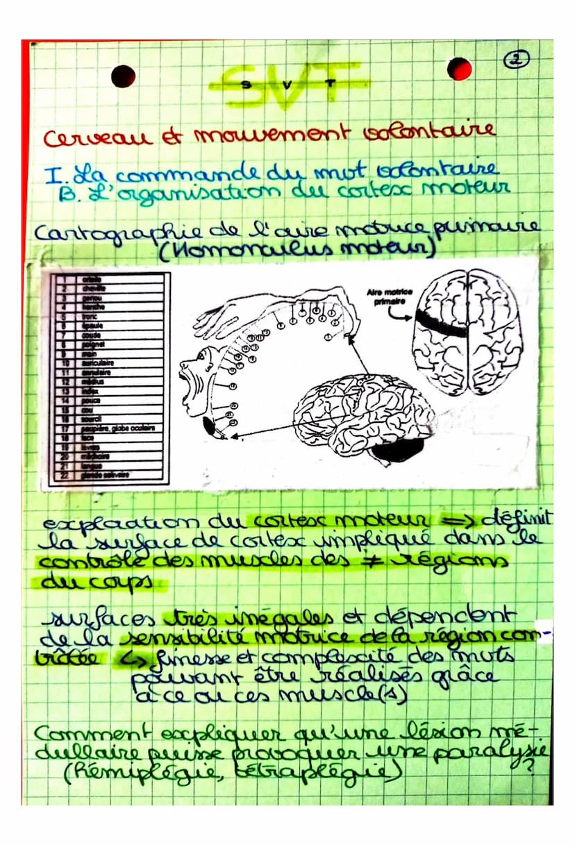 S
CHAPITRE 2: Cerveau et mouvement
volontaire
Quel est le rôle joué par le cerveau
dans la commande des mouvemots
volontaires?
I. La command