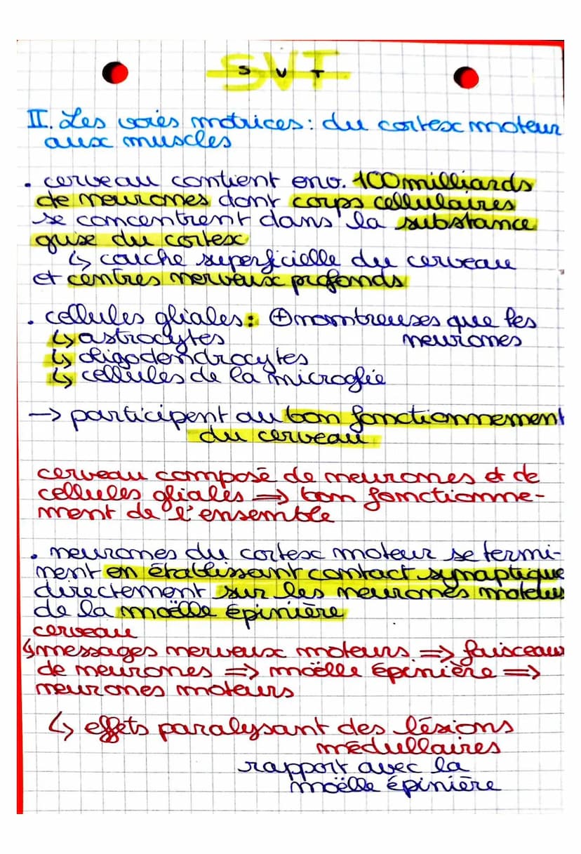 S
CHAPITRE 2: Cerveau et mouvement
volontaire
Quel est le rôle joué par le cerveau
dans la commande des mouvemots
volontaires?
I. La command