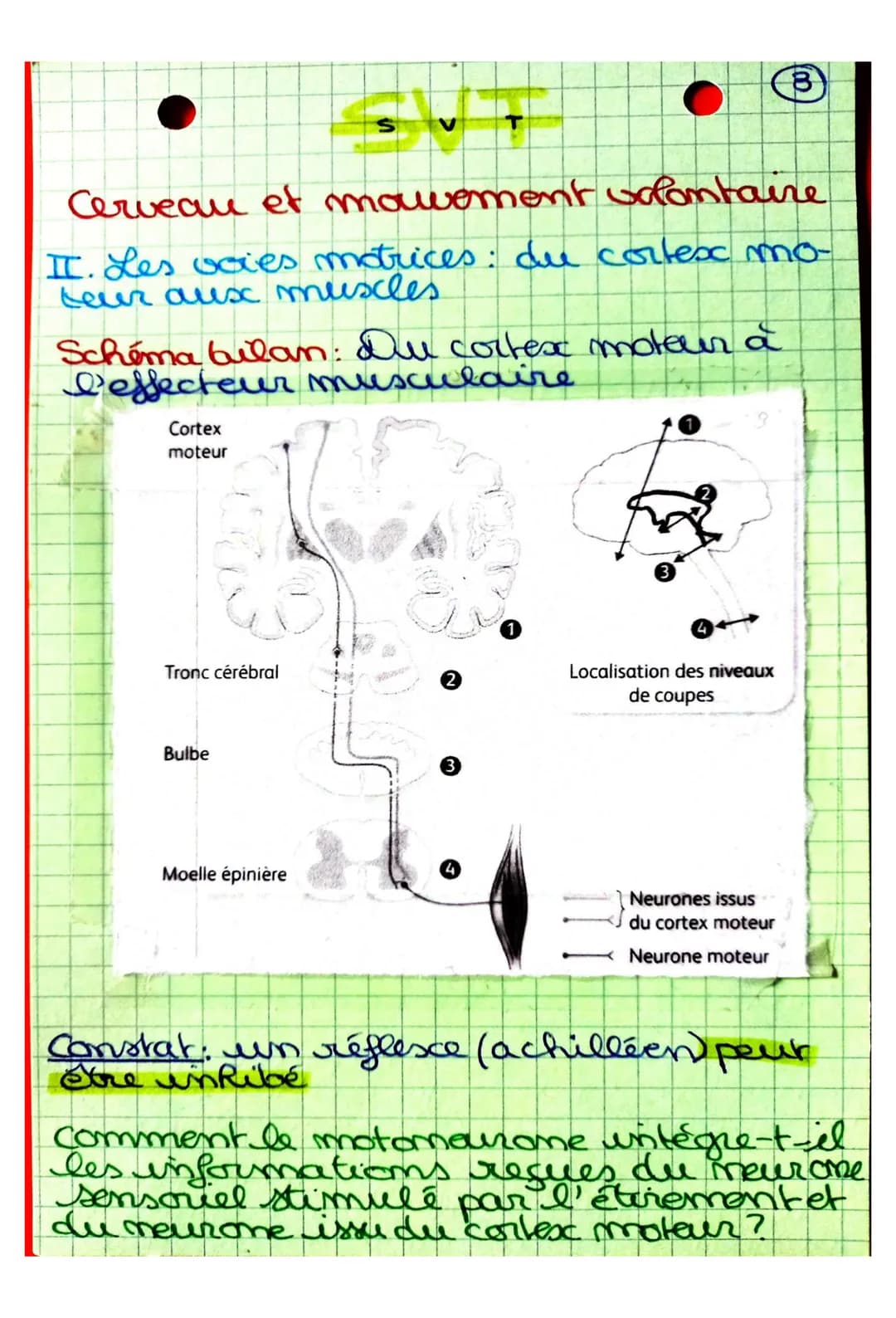S
CHAPITRE 2: Cerveau et mouvement
volontaire
Quel est le rôle joué par le cerveau
dans la commande des mouvemots
volontaires?
I. La command
