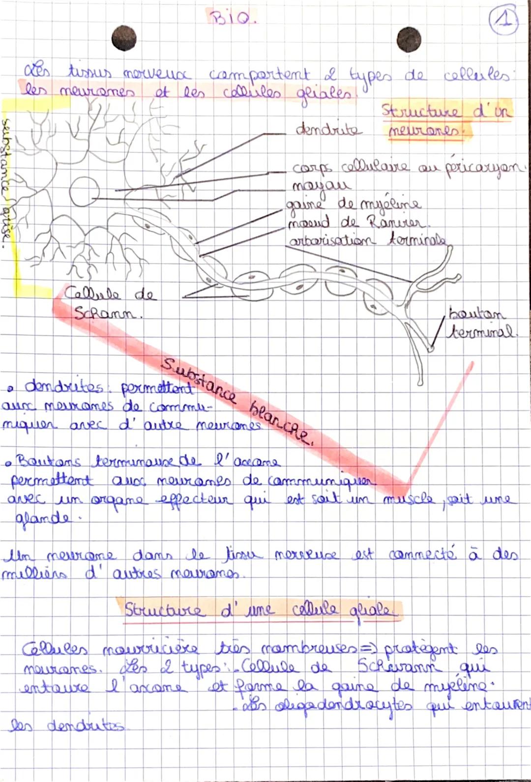 substance arise.
Callule de
Schann.
O
BiQ.
des tissus nerveux comportent I types de cellules:
les neurones
et les cellules
gliales
Œ
dendrit