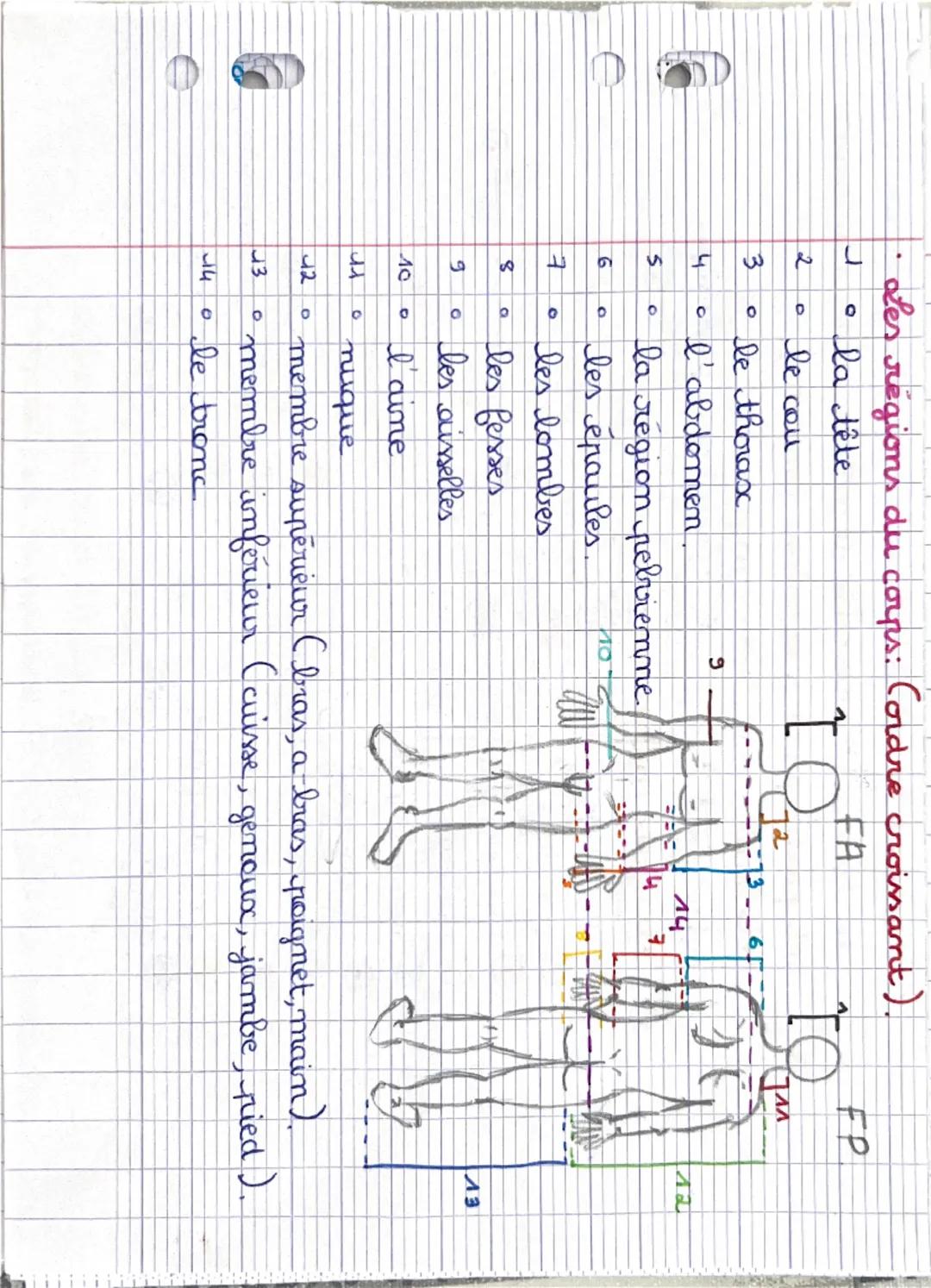 Pôle 1: organisation et fonctionnement de l'être humain :
Niveaux d'organisation: = corps humain.
0
atome → molécule → organite → cellule → 