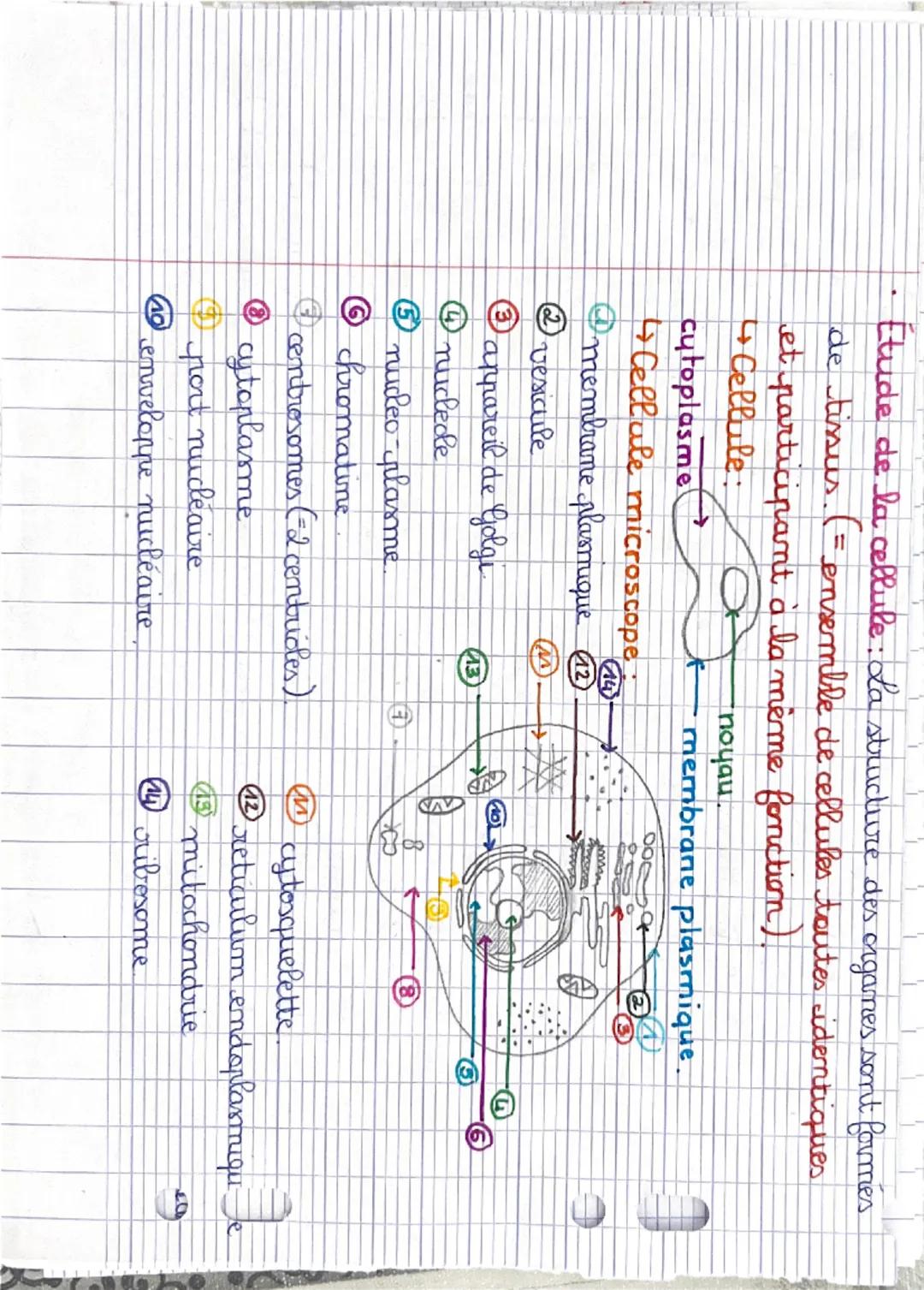 Pôle 1: organisation et fonctionnement de l'être humain :
Niveaux d'organisation: = corps humain.
0
atome → molécule → organite → cellule → 