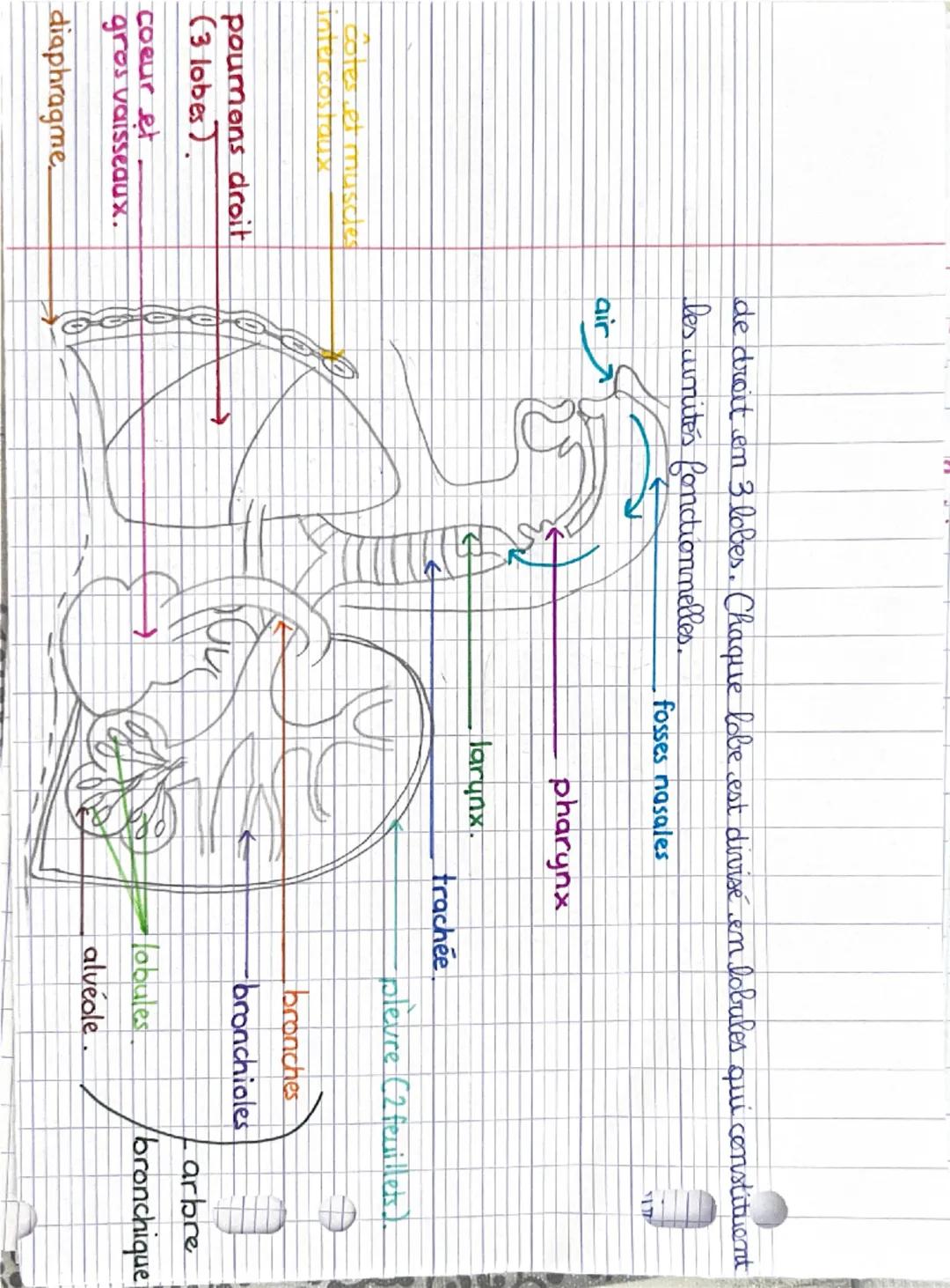 Pôle 1: organisation et fonctionnement de l'être humain :
Niveaux d'organisation: = corps humain.
0
atome → molécule → organite → cellule → 