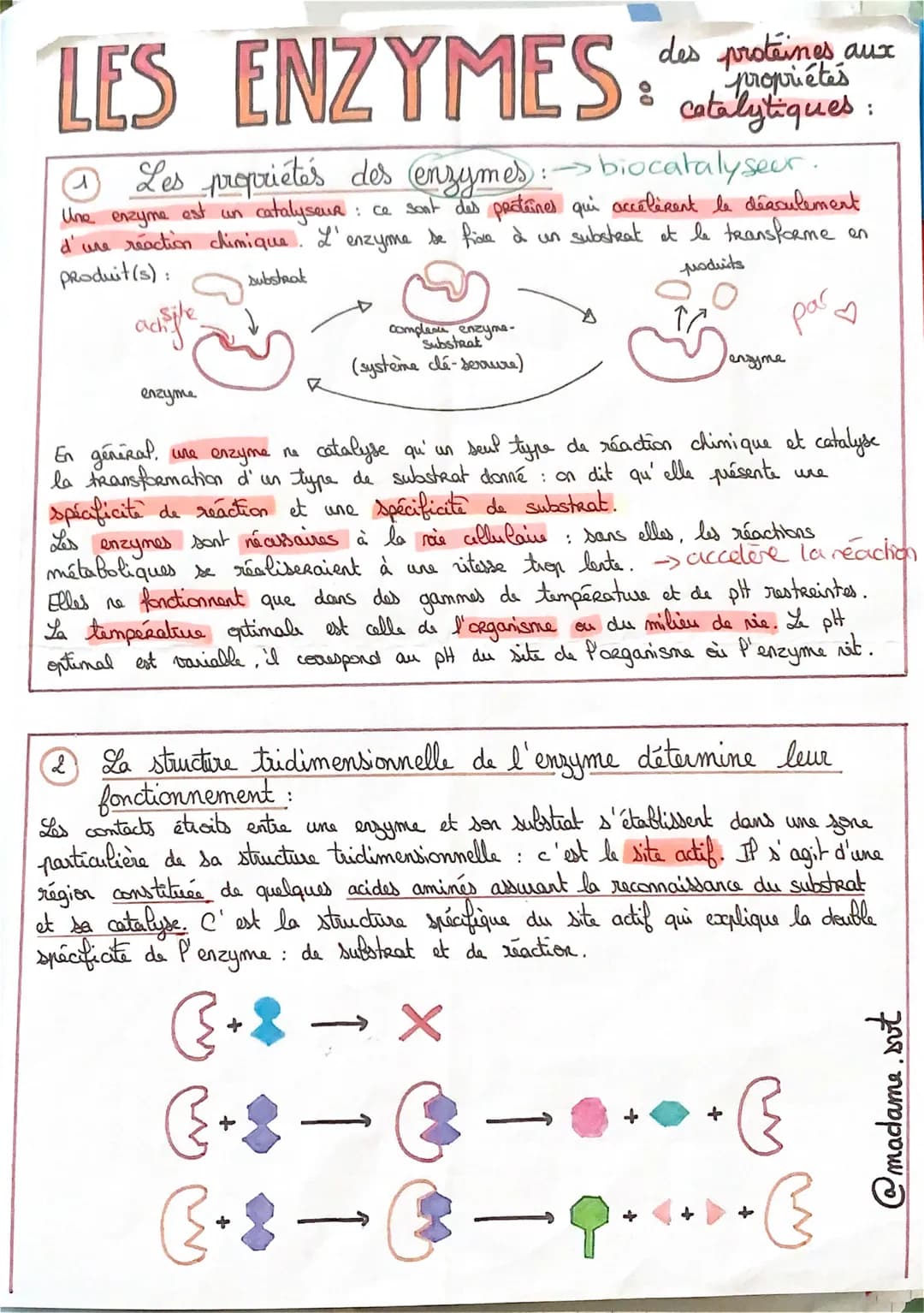 LES ENZYMES:
Les propriétés des enzymes: → biocatalyseur.
Une enzyme
est
un
catalyseur
: Ce sont des protéines qui accélèrent le désculement