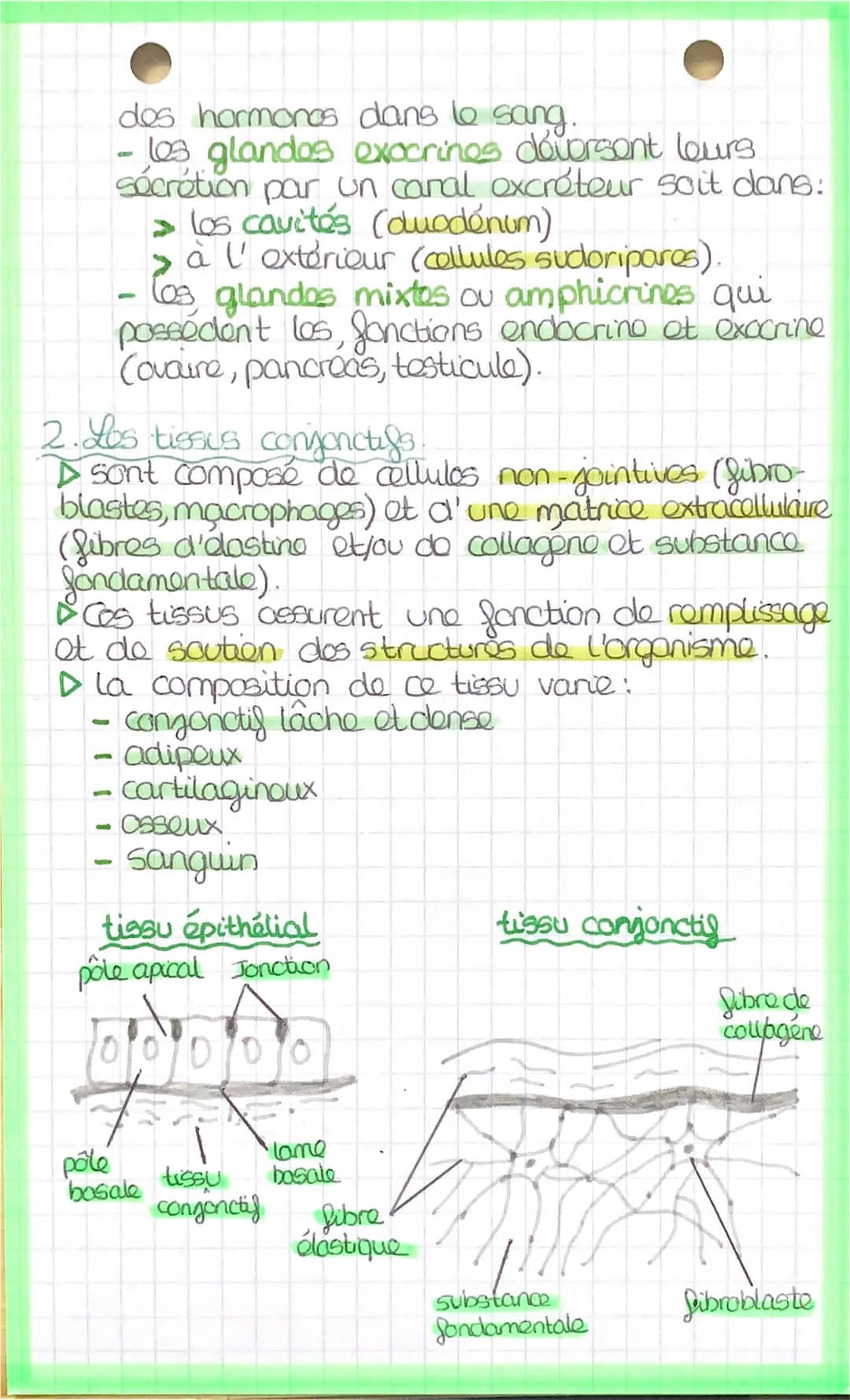 اسفنهملمنط
LES TISSUS
Los organes sont composés de différents
tissus:
tissu épithelial.
→ tissu conjonctif.
→→tissu musculaire.
tissu nerveu