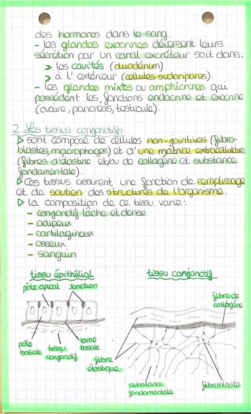 اسفنهملمنط
LES TISSUS
Los organes sont composés de différents
tissus:
tissu épithelial.
→ tissu conjonctif.
→→tissu musculaire.
tissu nerveu