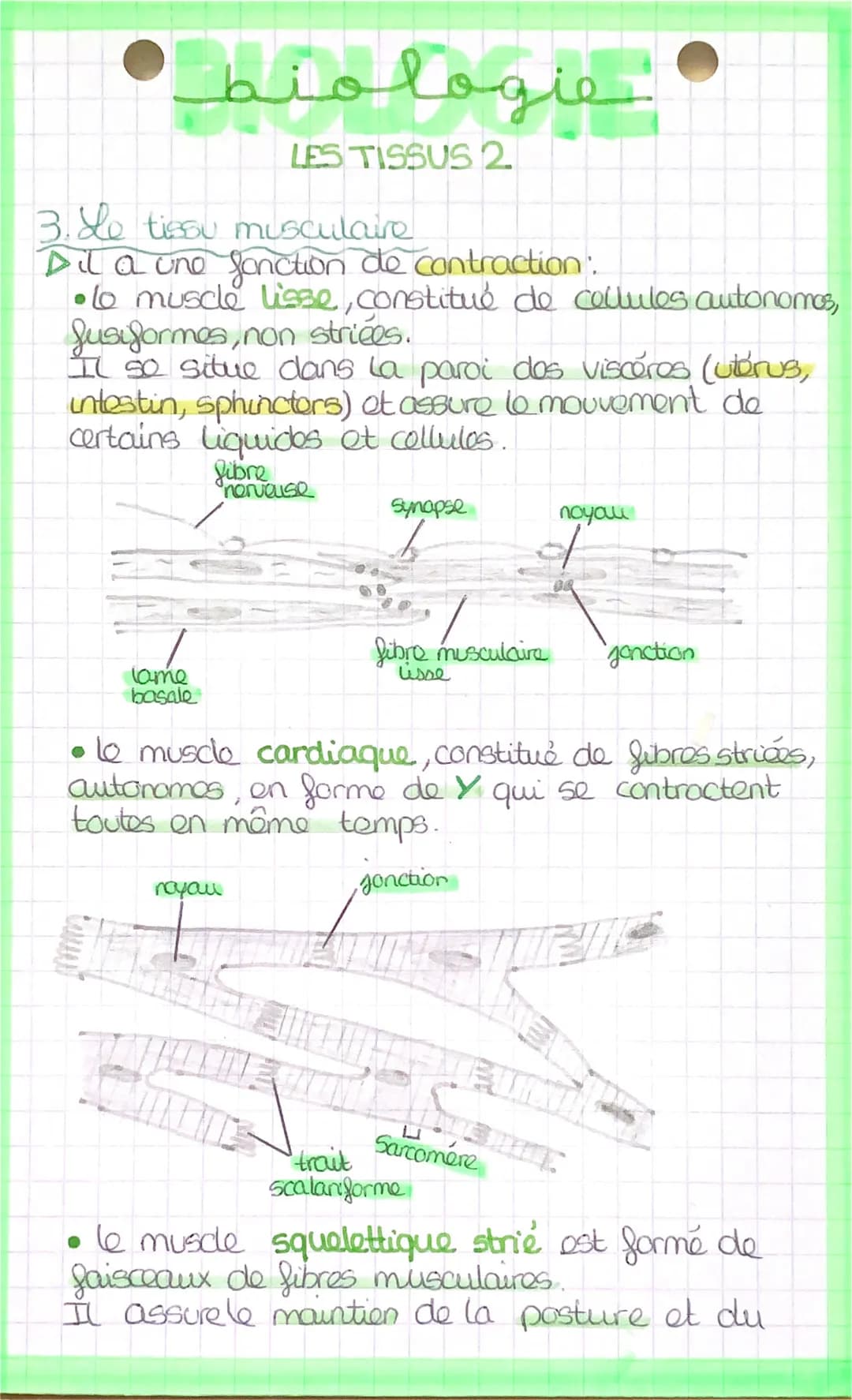 اسفنهملمنط
LES TISSUS
Los organes sont composés de différents
tissus:
tissu épithelial.
→ tissu conjonctif.
→→tissu musculaire.
tissu nerveu