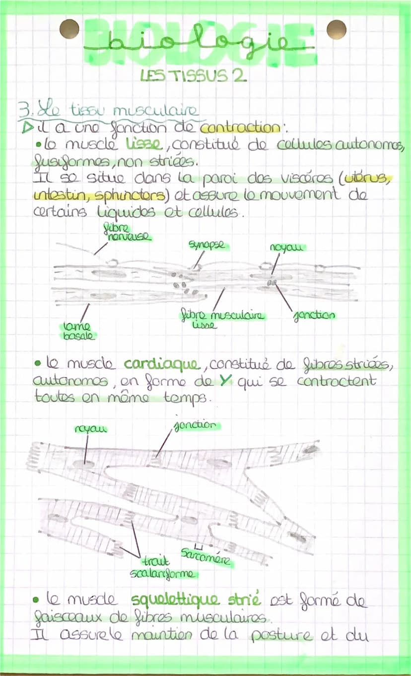 اسفنهملمنط
LES TISSUS
Los organes sont composés de différents
tissus:
tissu épithelial.
→ tissu conjonctif.
→→tissu musculaire.
tissu nerveu