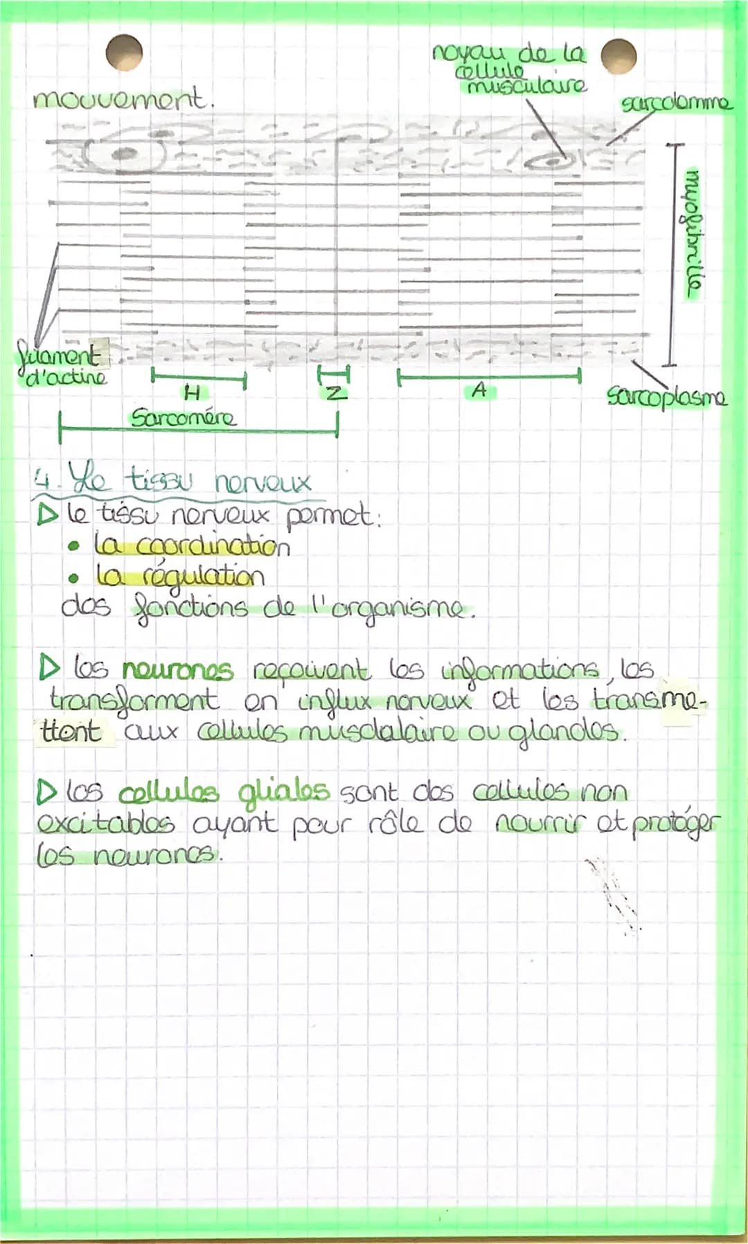 اسفنهملمنط
LES TISSUS
Los organes sont composés de différents
tissus:
tissu épithelial.
→ tissu conjonctif.
→→tissu musculaire.
tissu nerveu