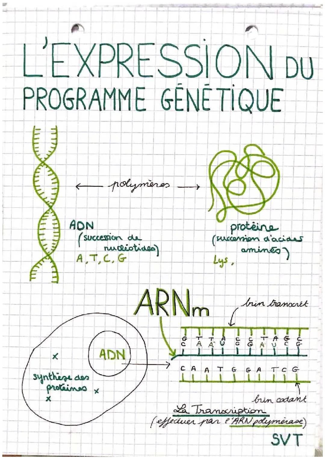 L'expression du patrimoine génétique: Exercices corrigés et schémas