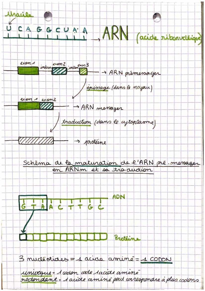 L'EXPRESSION DU
PROGRAMME GENETIQUE
X
synthèse des
X
-
ADN
(succession de
nuclistides)
A.T.C. G
polymères
proteines x
ADN
ARNm
proteine
(suc