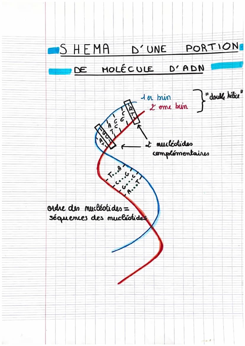 ADN
L'ADN est une macromolécule extrêmement longue (jusqu'à
plusieurs om) et très fine (2 mm) qui represonte la même structure chez
tou
les 