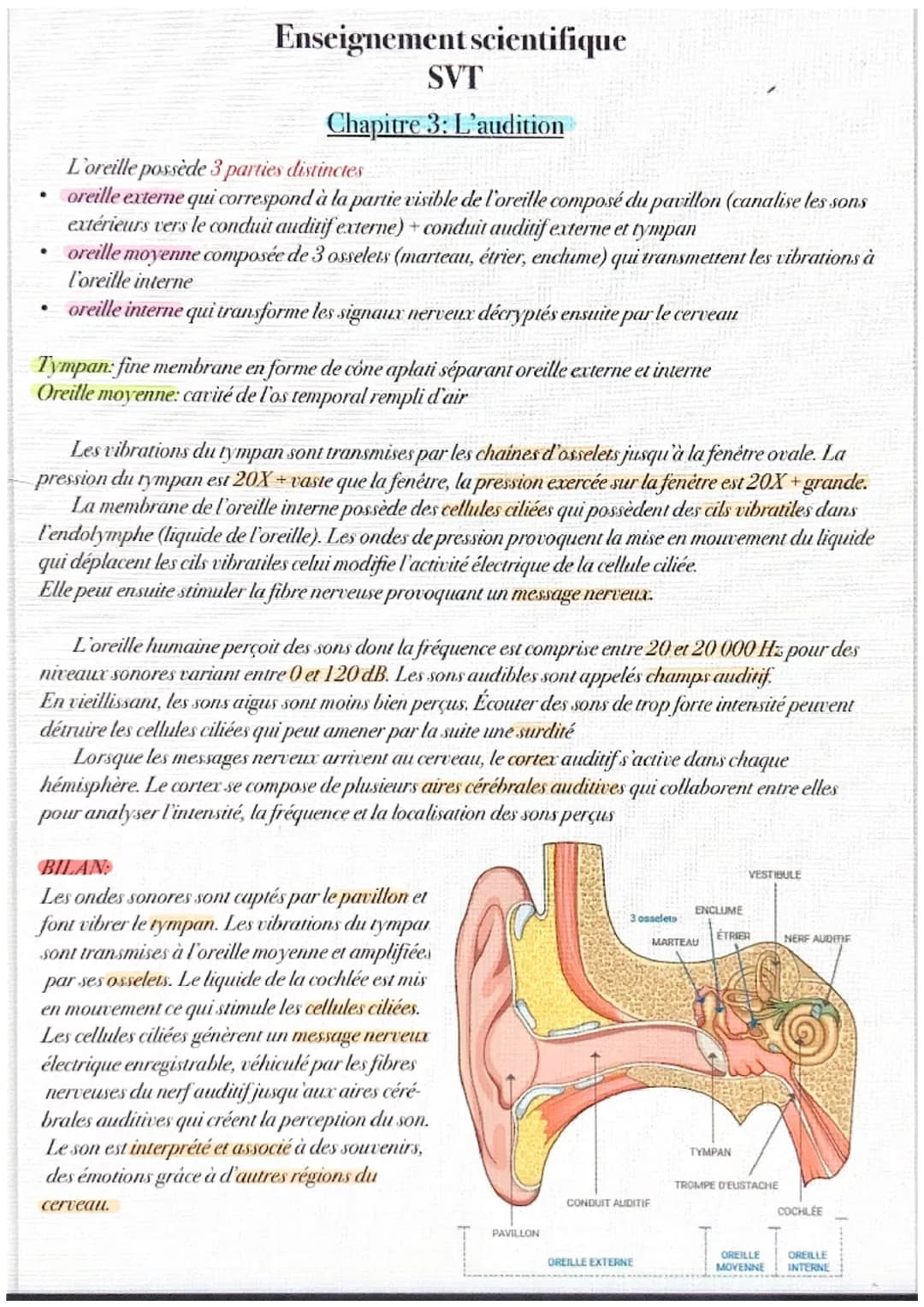 .
Enseignement scientifique
·
SVT
Chapitre 3: L'audition
L'oreille possède 3 parties distinctes
oreille externe qui correspond à la partie v