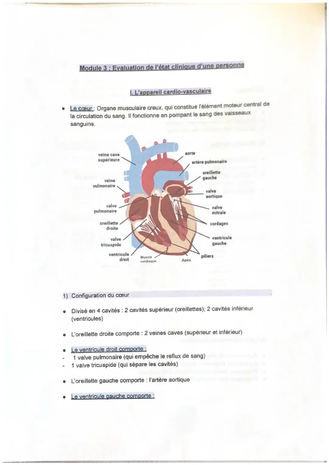 Module 3: Evaluation de l'état clinique d'une personne
I. L'appareil cardio-vasculaire
• Le cœur: Organe musculaire creux, qui constitue l'é