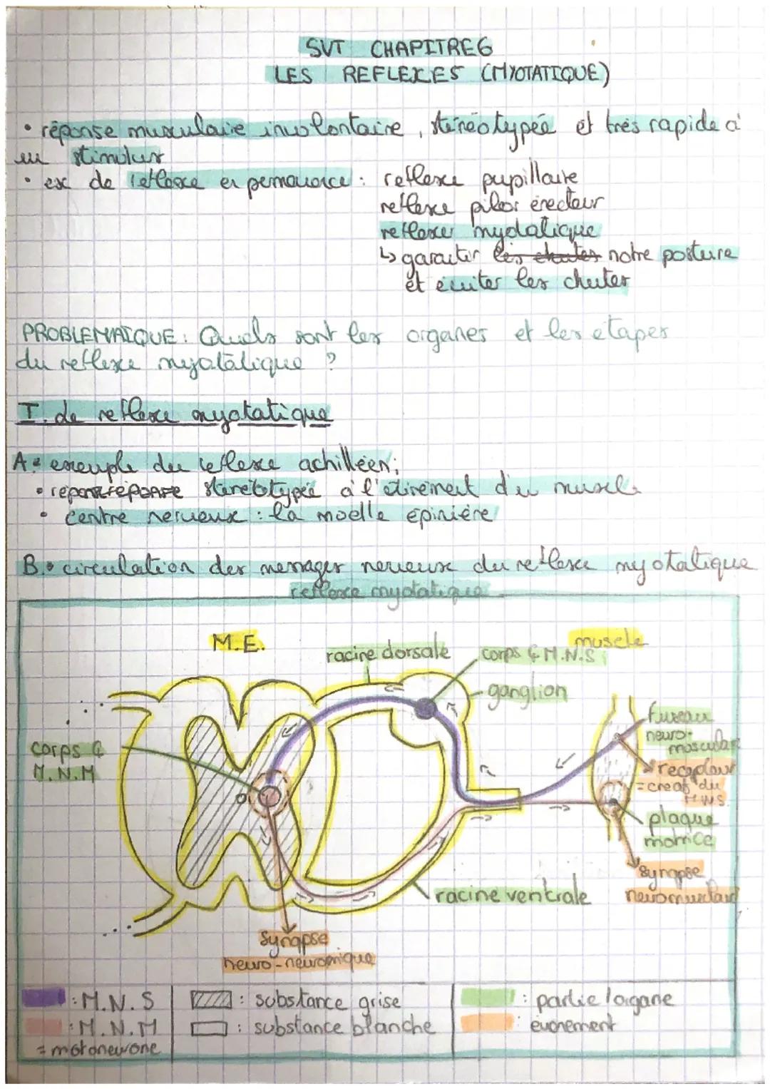 SVT CHAPITREG
LES REFLEXES (MYOTATIQUE)

• réponse muscularie inwlontaire, stéréotypée et très rapide a
en stimuler
• ex de letlere er perma