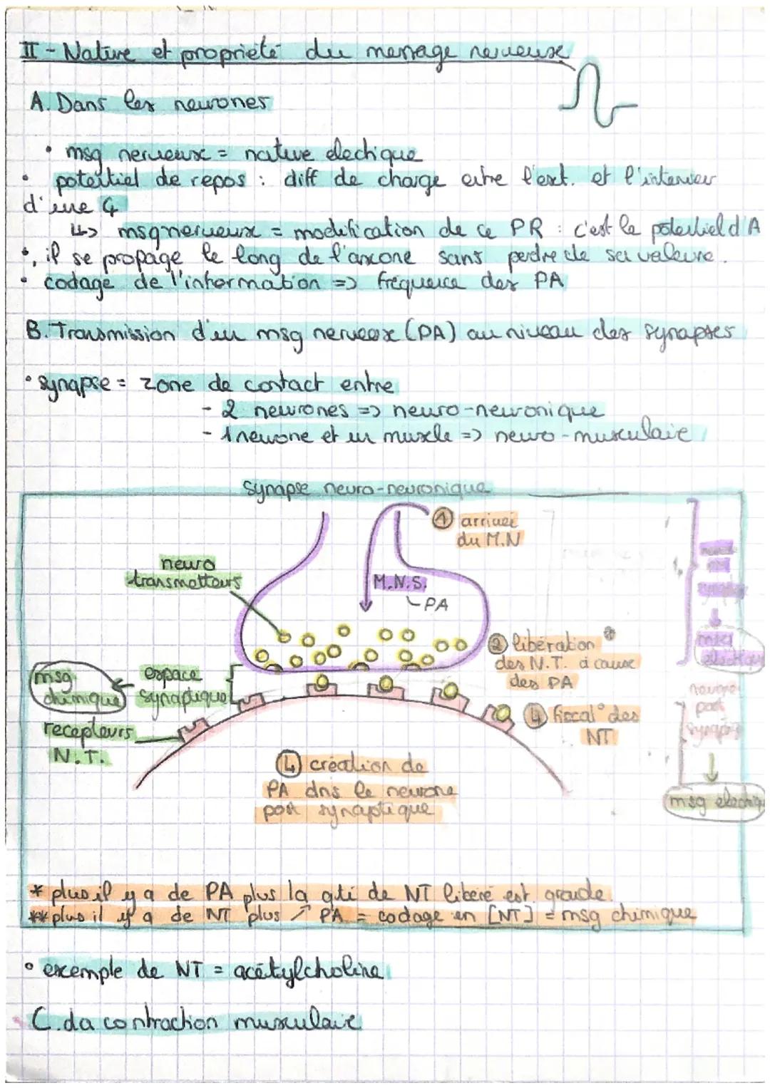 SVT CHAPITREG
LES REFLEXES (MYOTATIQUE)

• réponse muscularie inwlontaire, stéréotypée et très rapide a
en stimuler
• ex de letlere er perma
