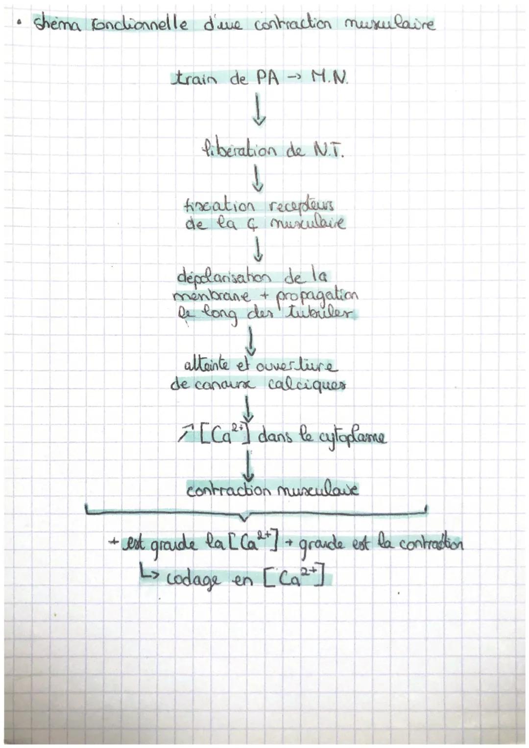 SVT CHAPITREG
LES REFLEXES (MYOTATIQUE)

• réponse muscularie inwlontaire, stéréotypée et très rapide a
en stimuler
• ex de letlere er perma